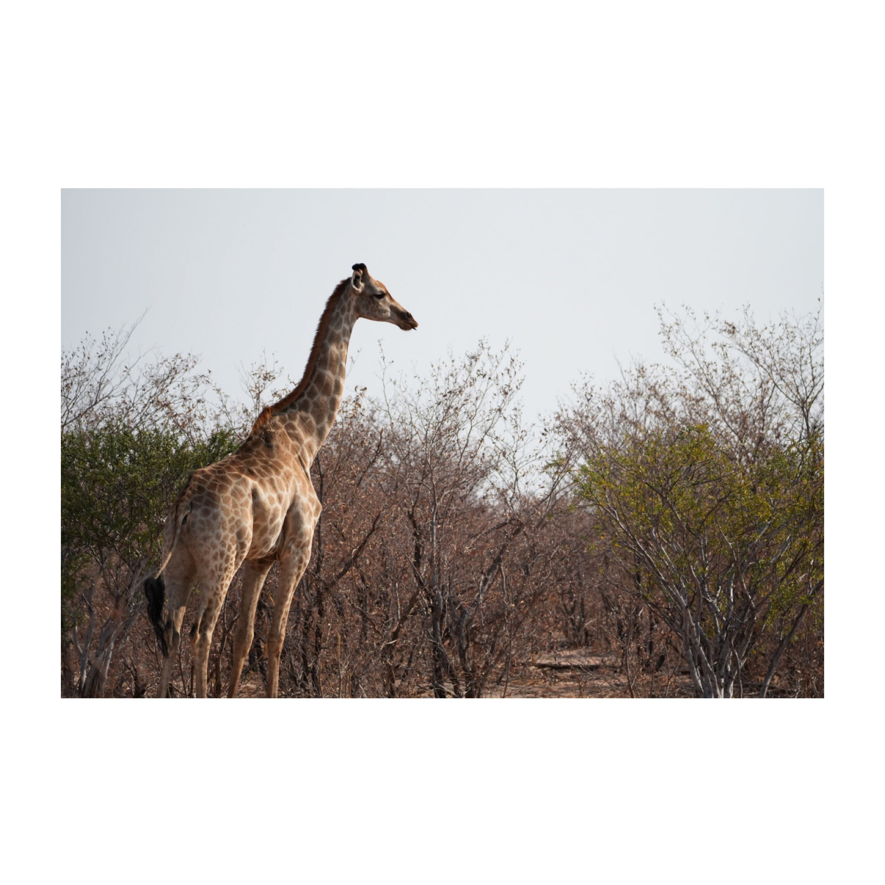 Sam Johnston: giraffe close up in the bush 