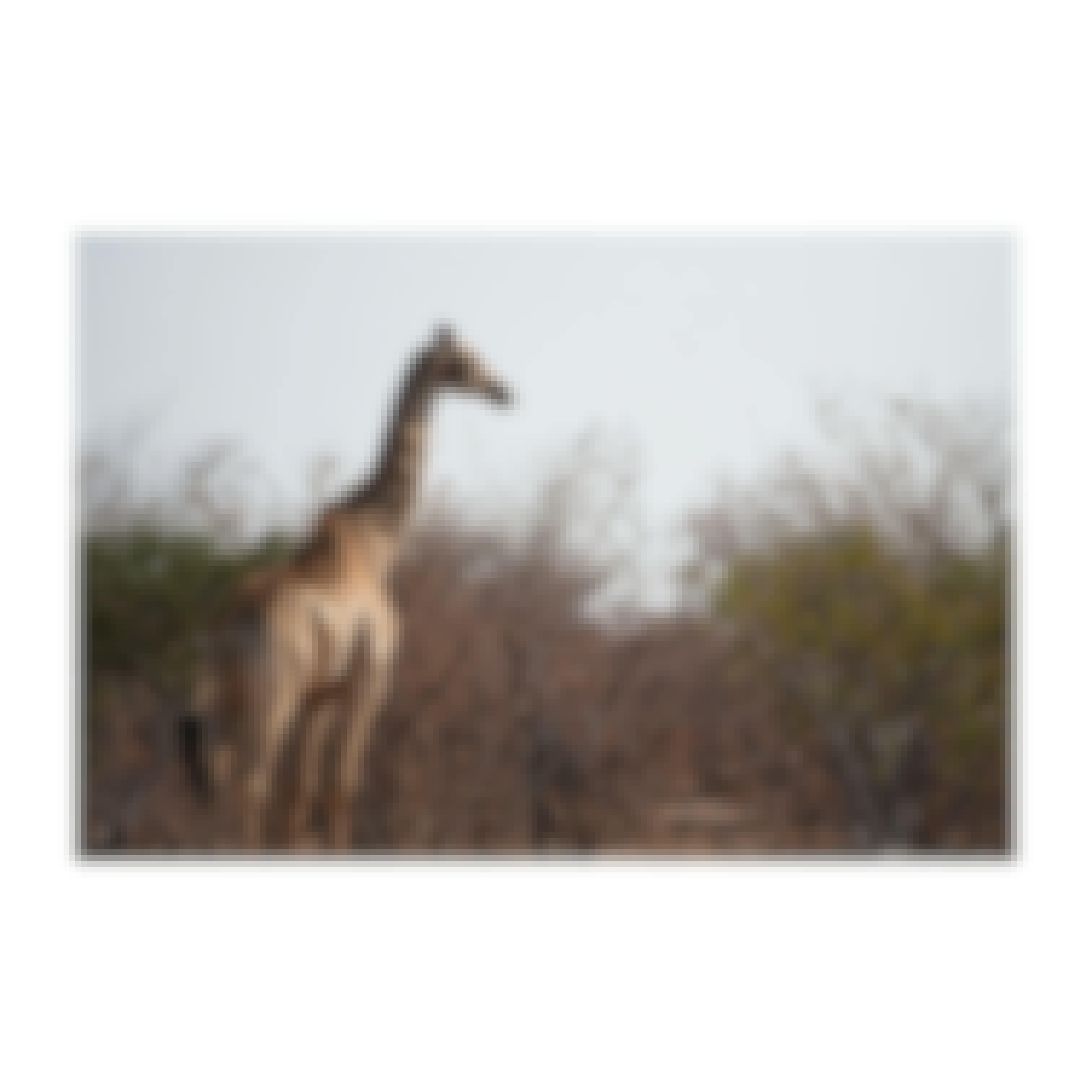 Sam Johnston: giraffe close up in the bush 
