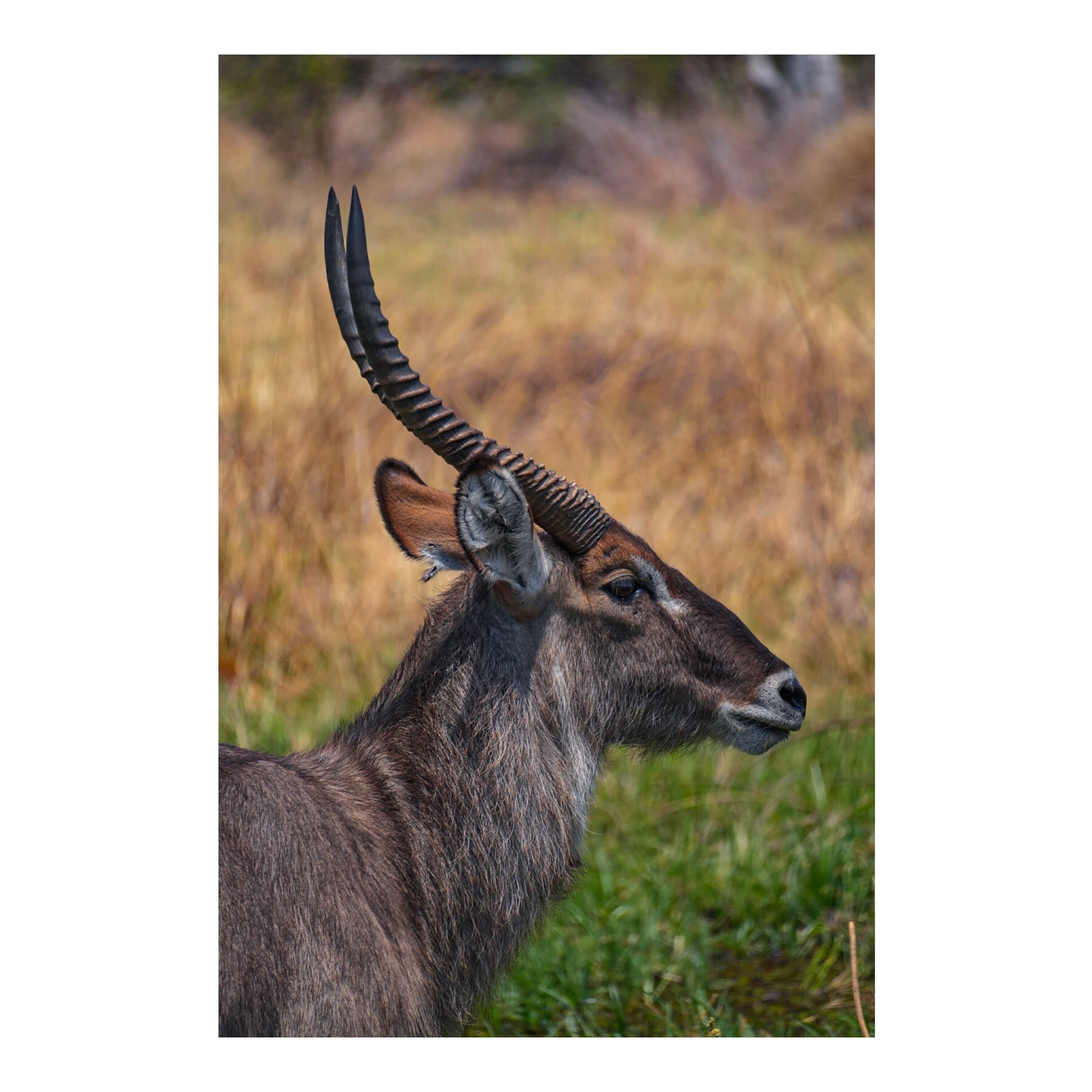 Sam Johnston: antelope close up