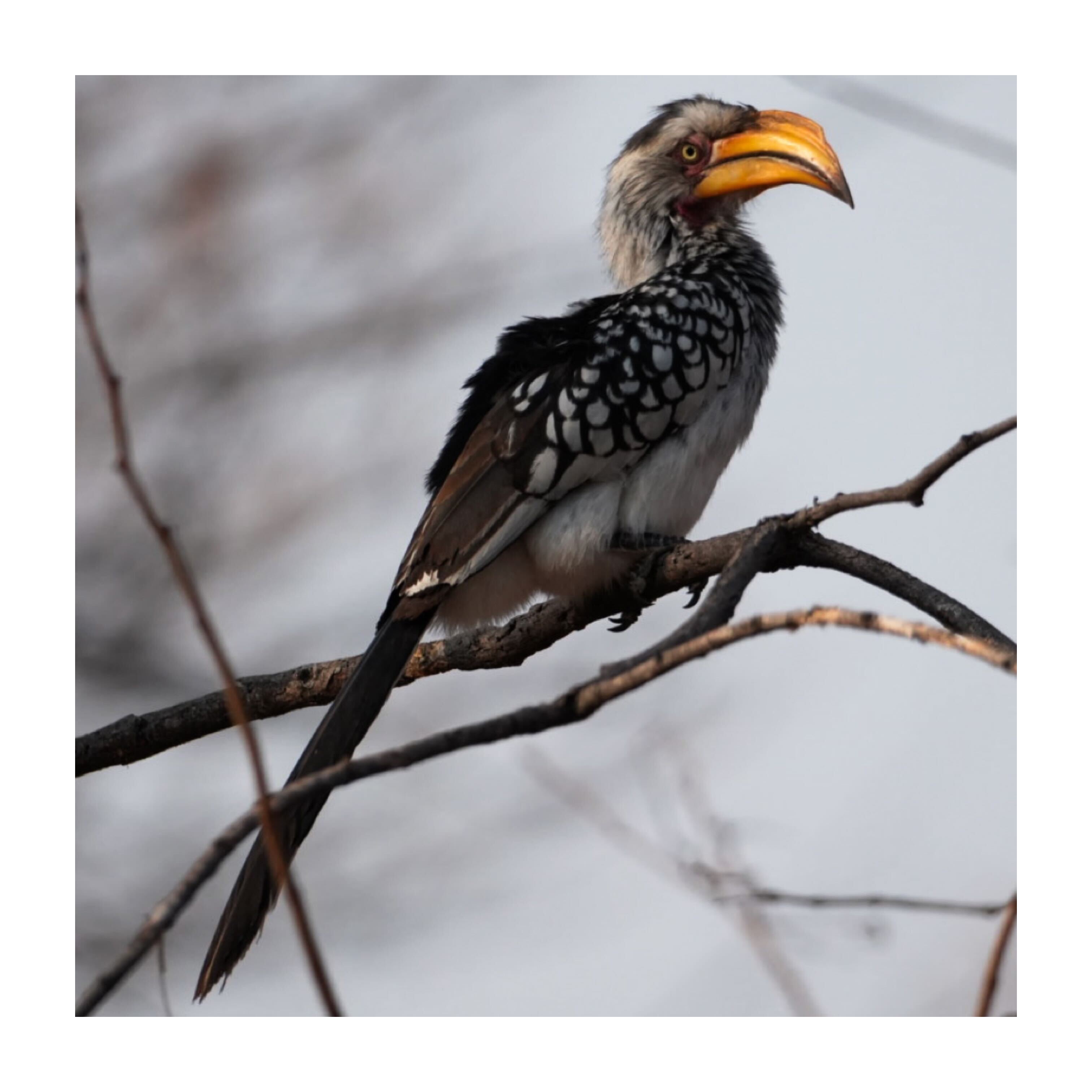 Sam Johnston: hornbill in a tree