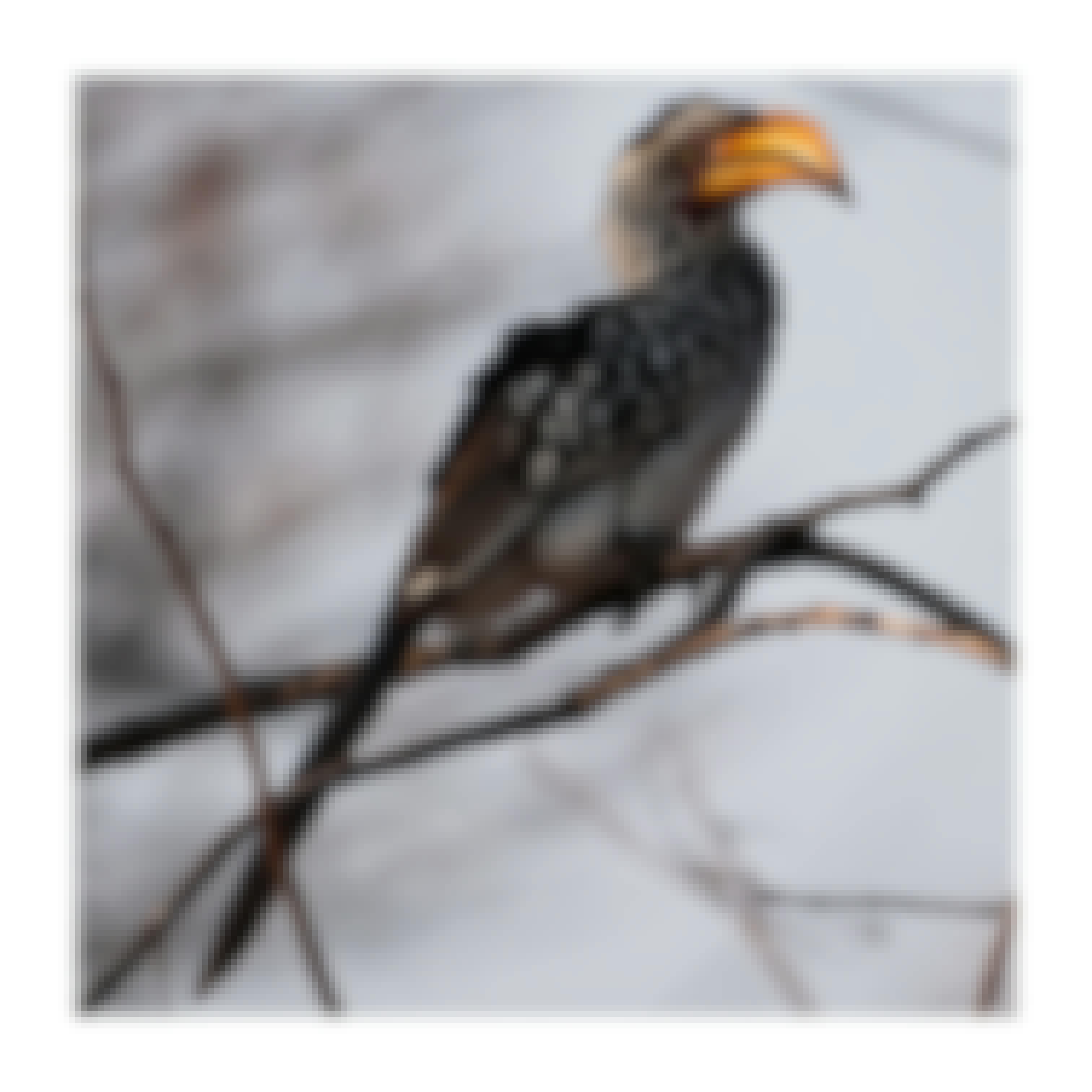 Sam Johnston: hornbill in a tree