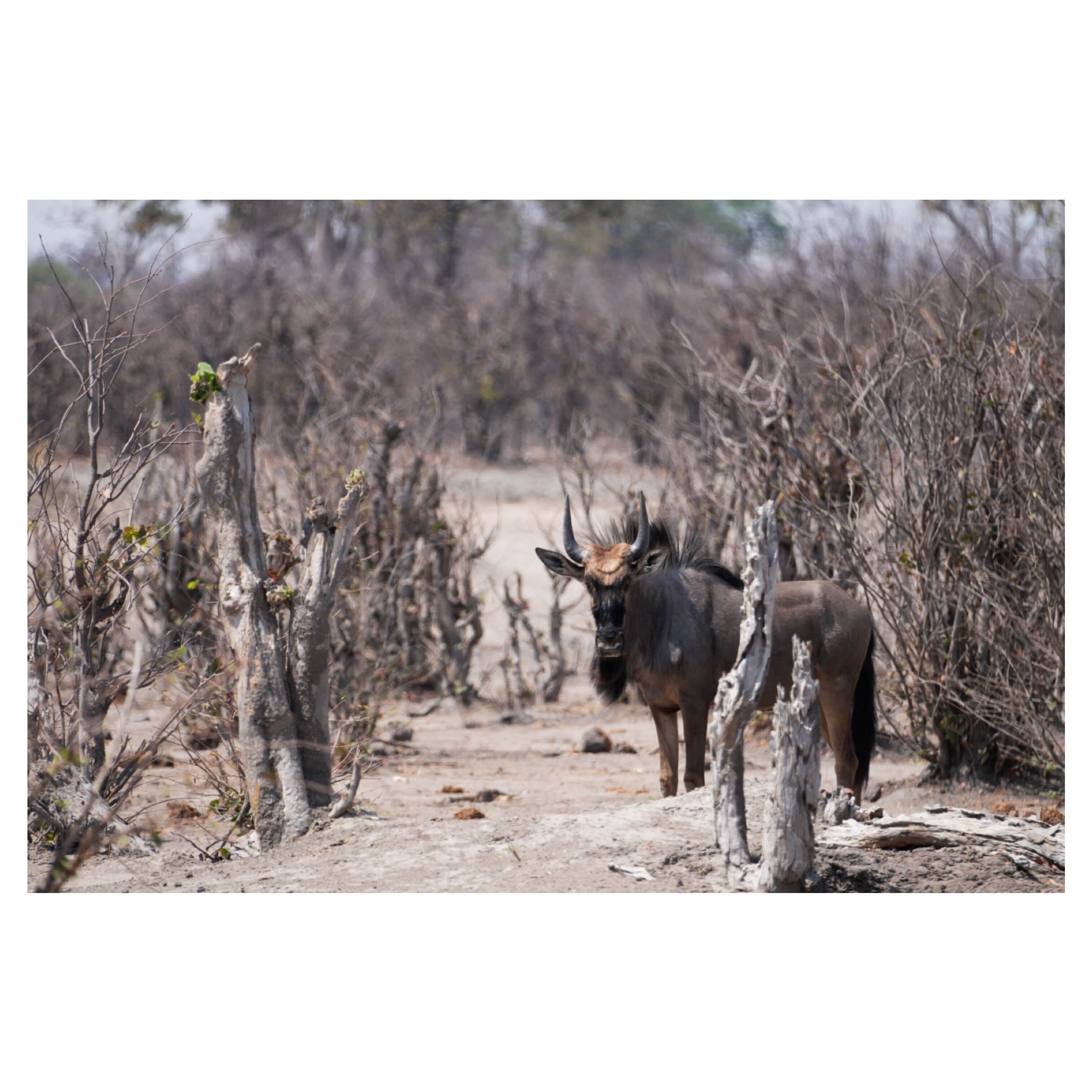 Sam Johnston: antelope in a barren landscape