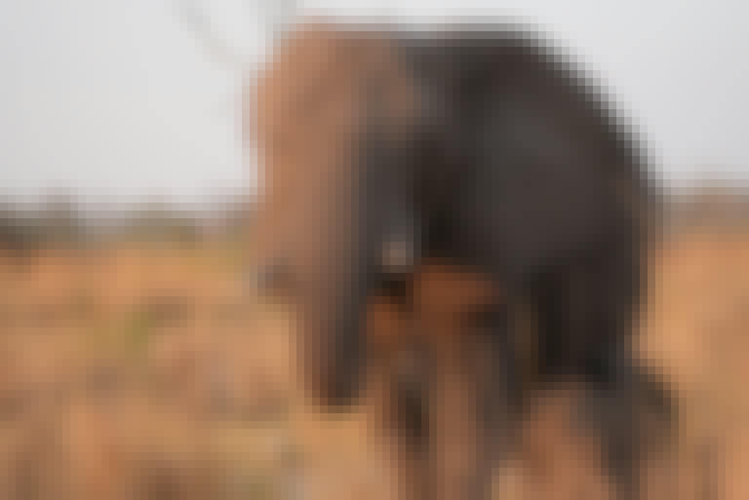 Sam Johnston: close up of an elephant 