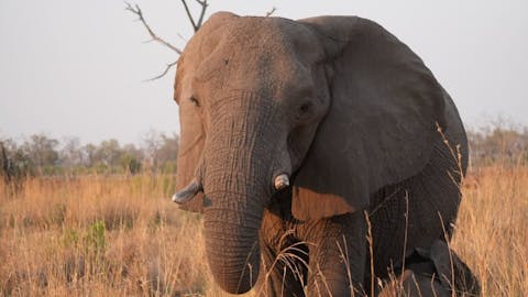 Sam Johnston: close up of an elephant