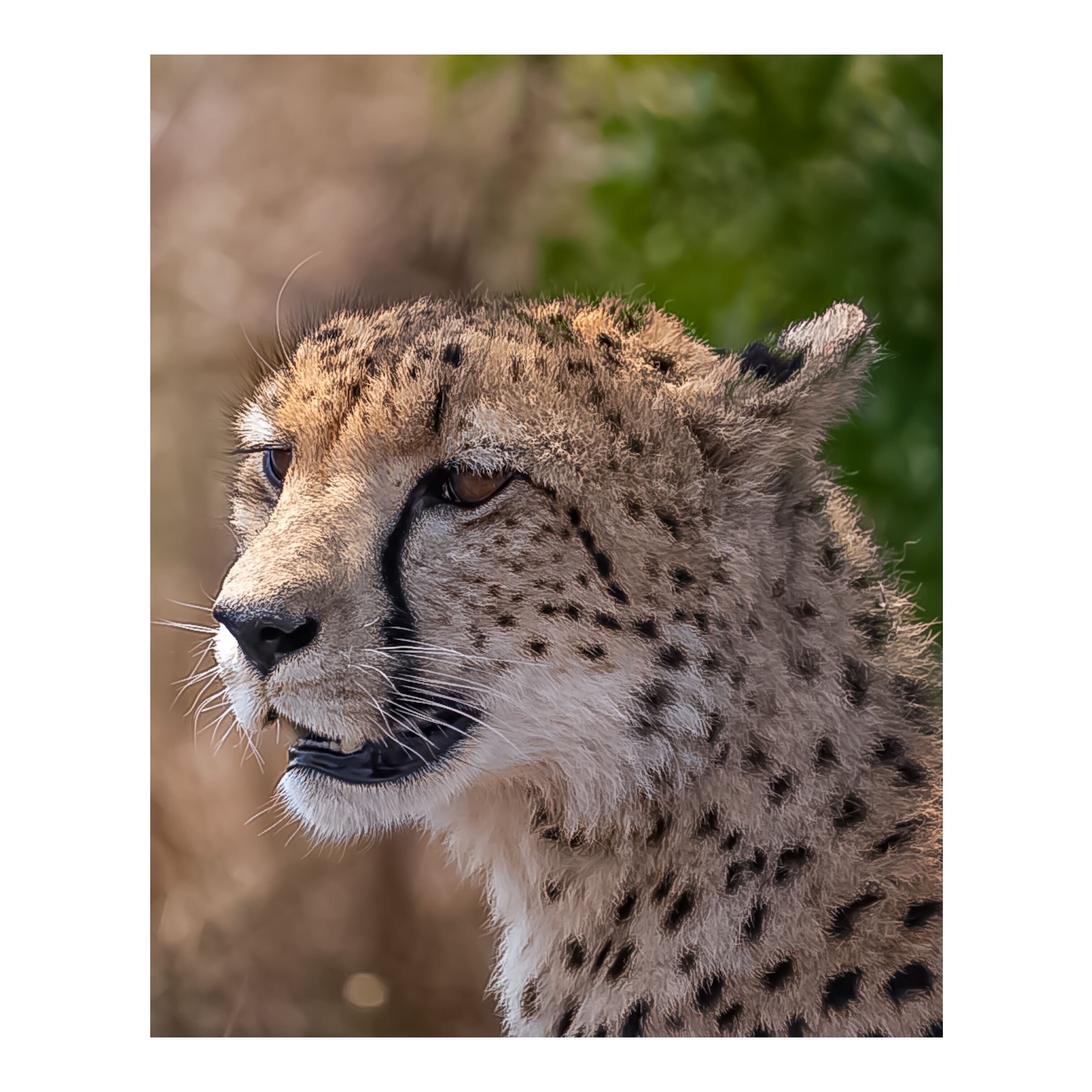 Sam Johnston: cheetah close up