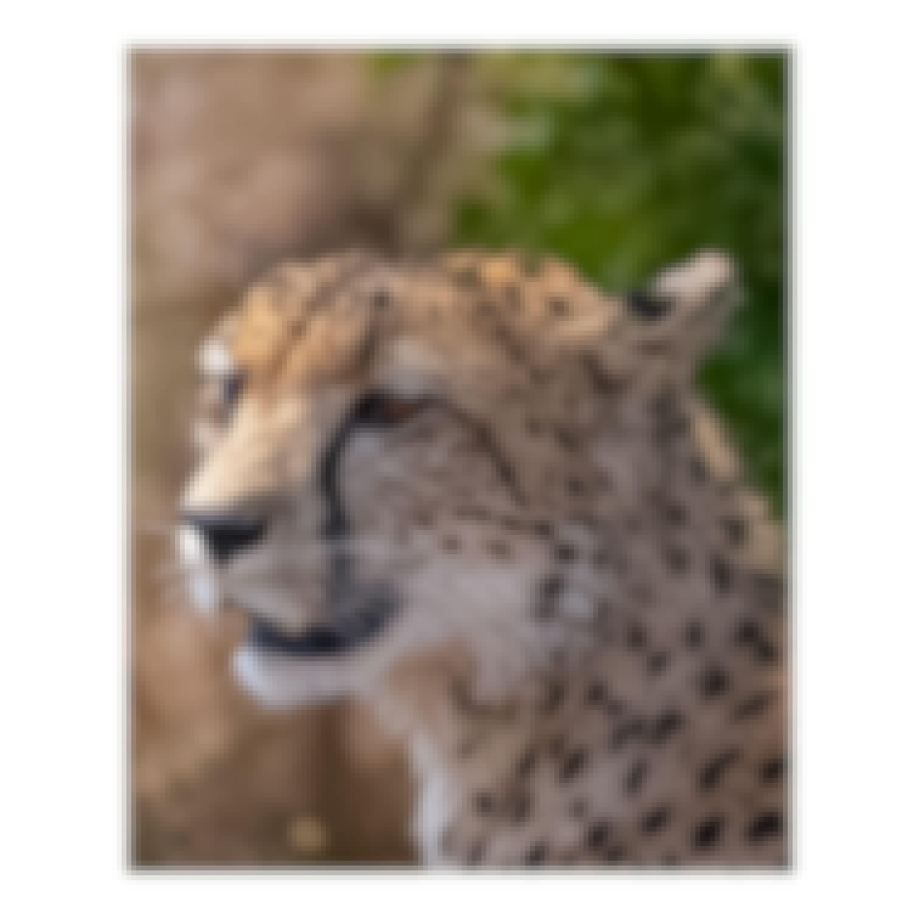 Sam Johnston: cheetah close up
