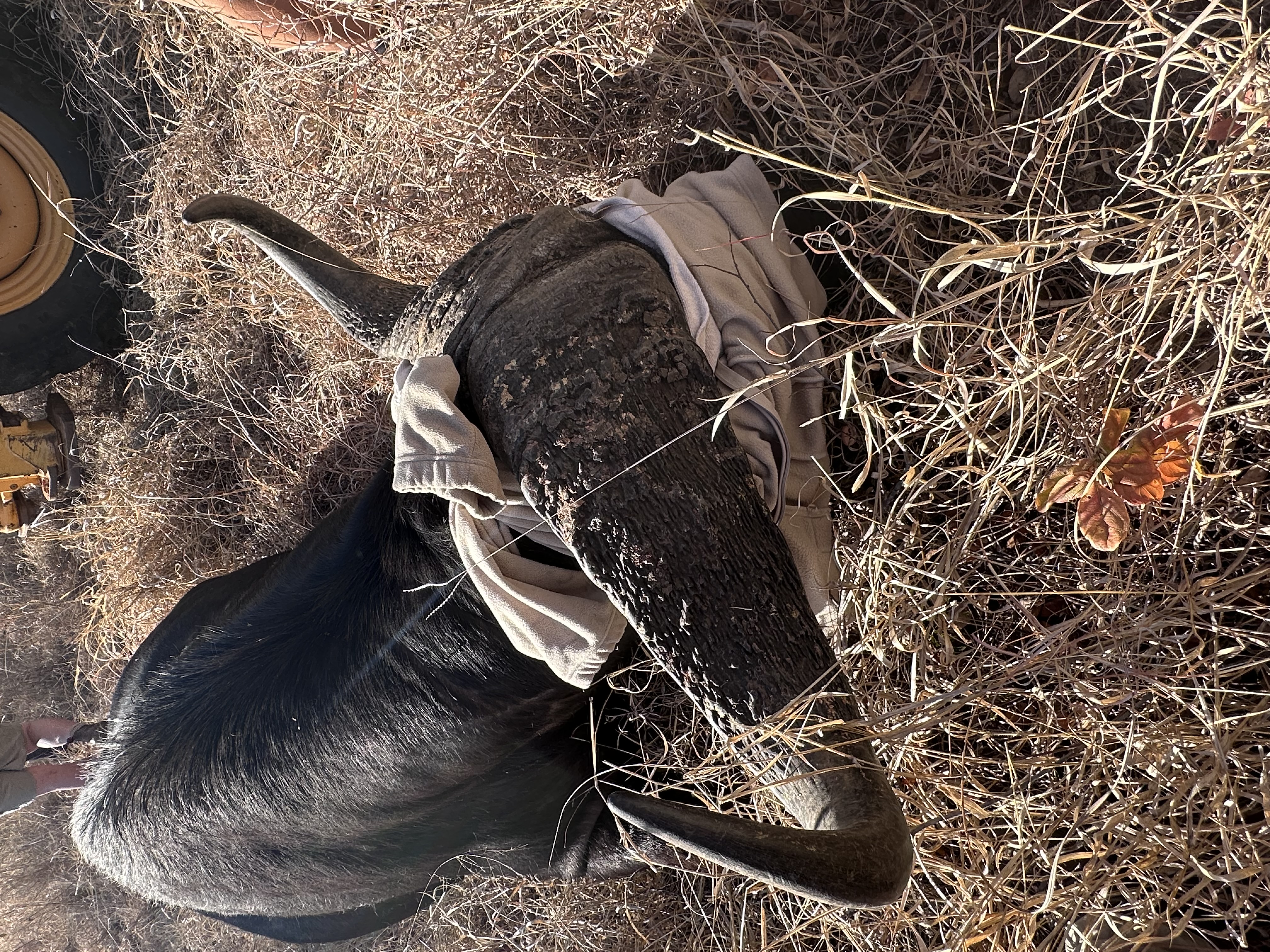 Martina Sandren: A sedated buffalo