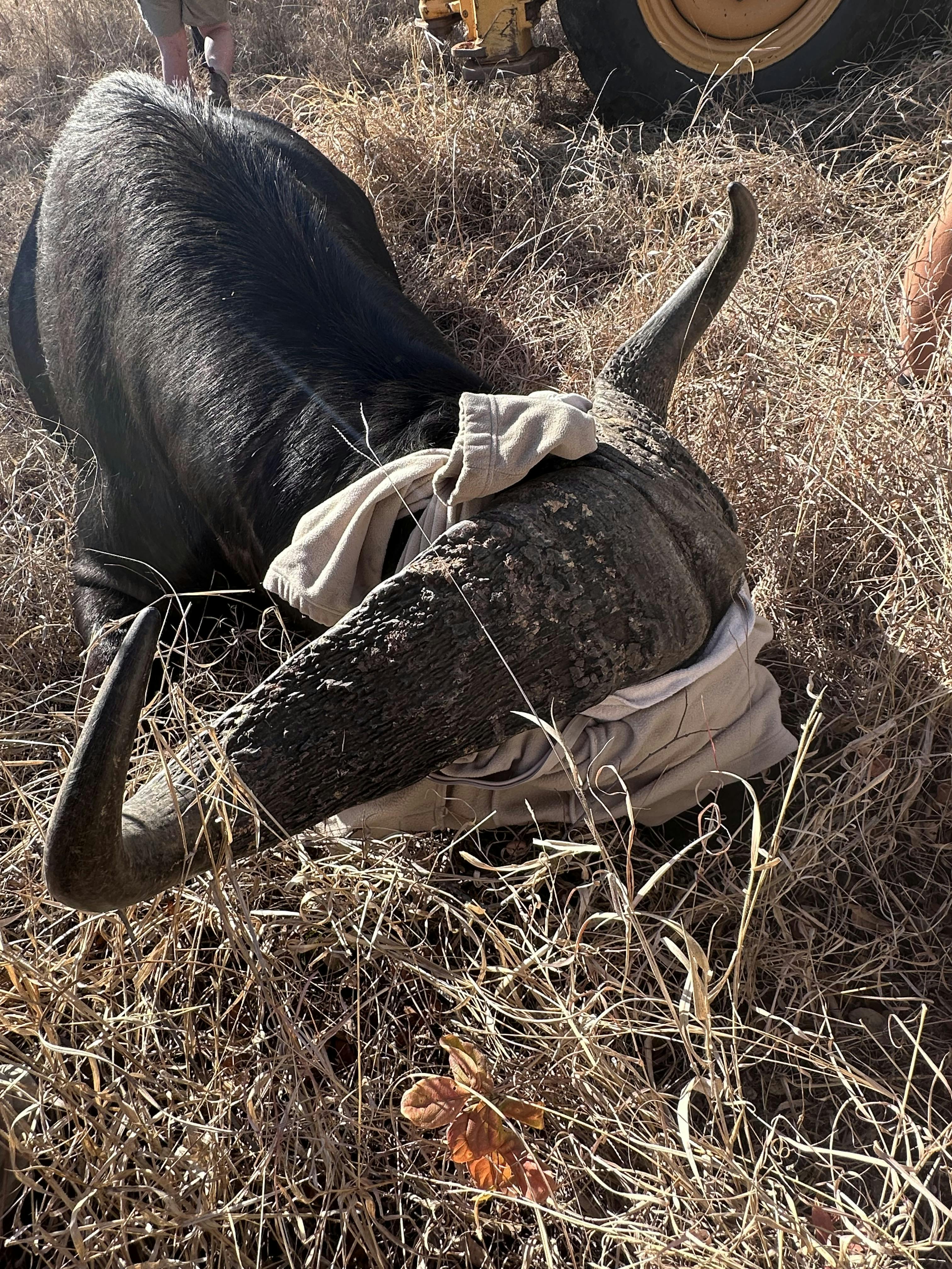 A sedated buffalo