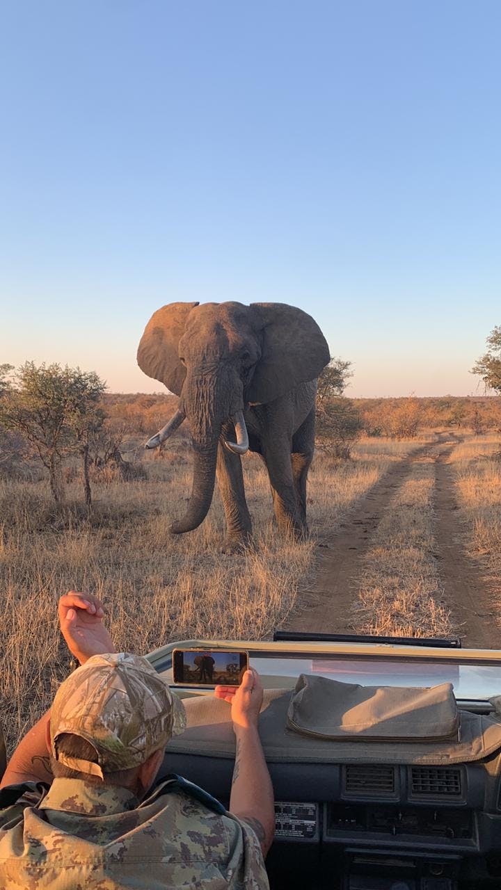 An Elephant in the Kruger National Park