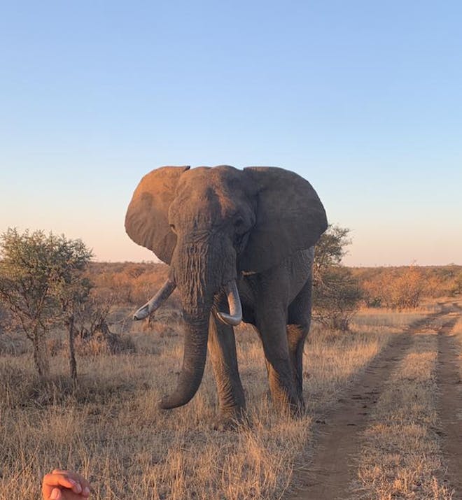 An Elephant in the Kruger National Park