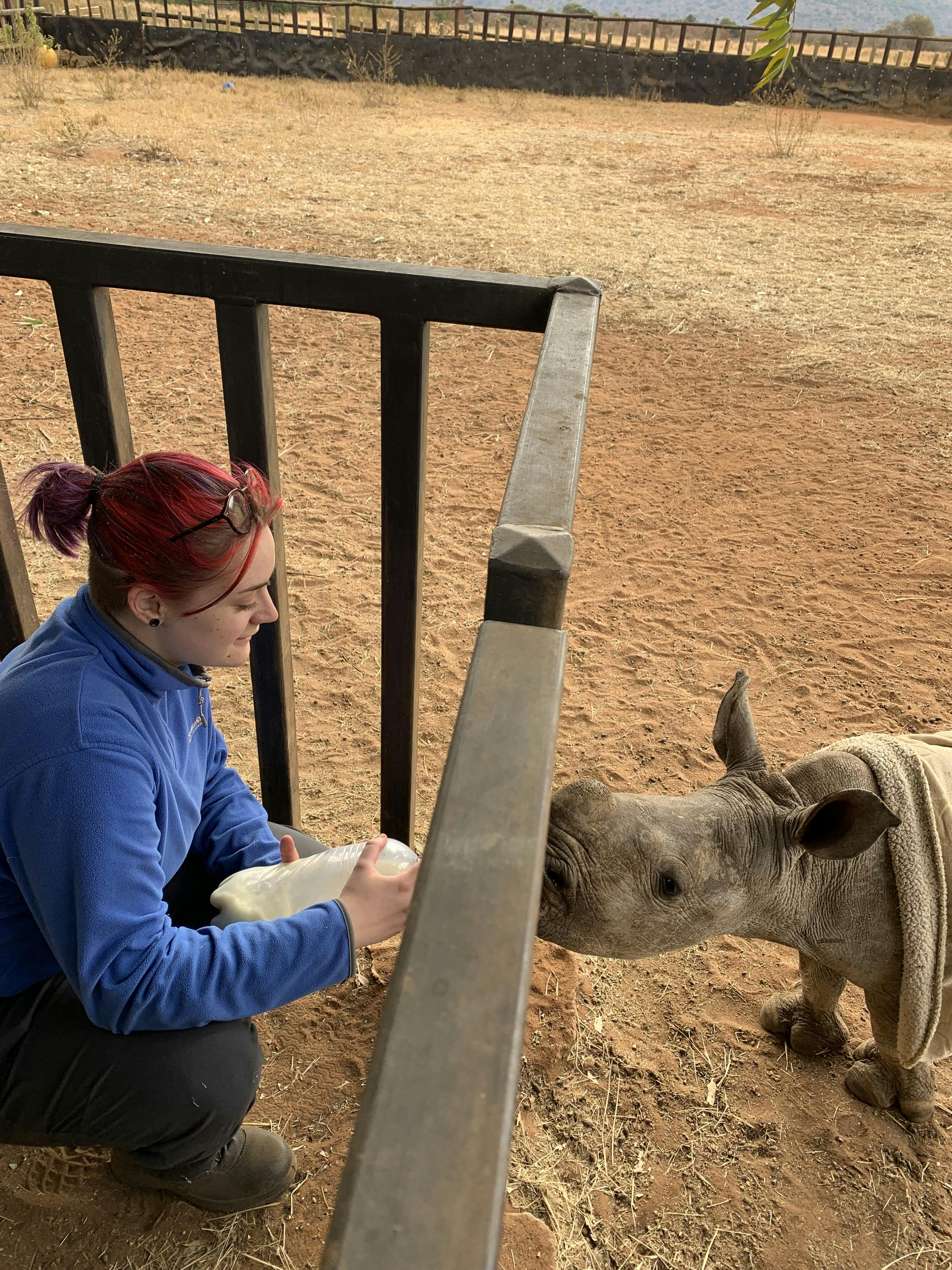 Evie Ancell: bottle feeding baby rhino 