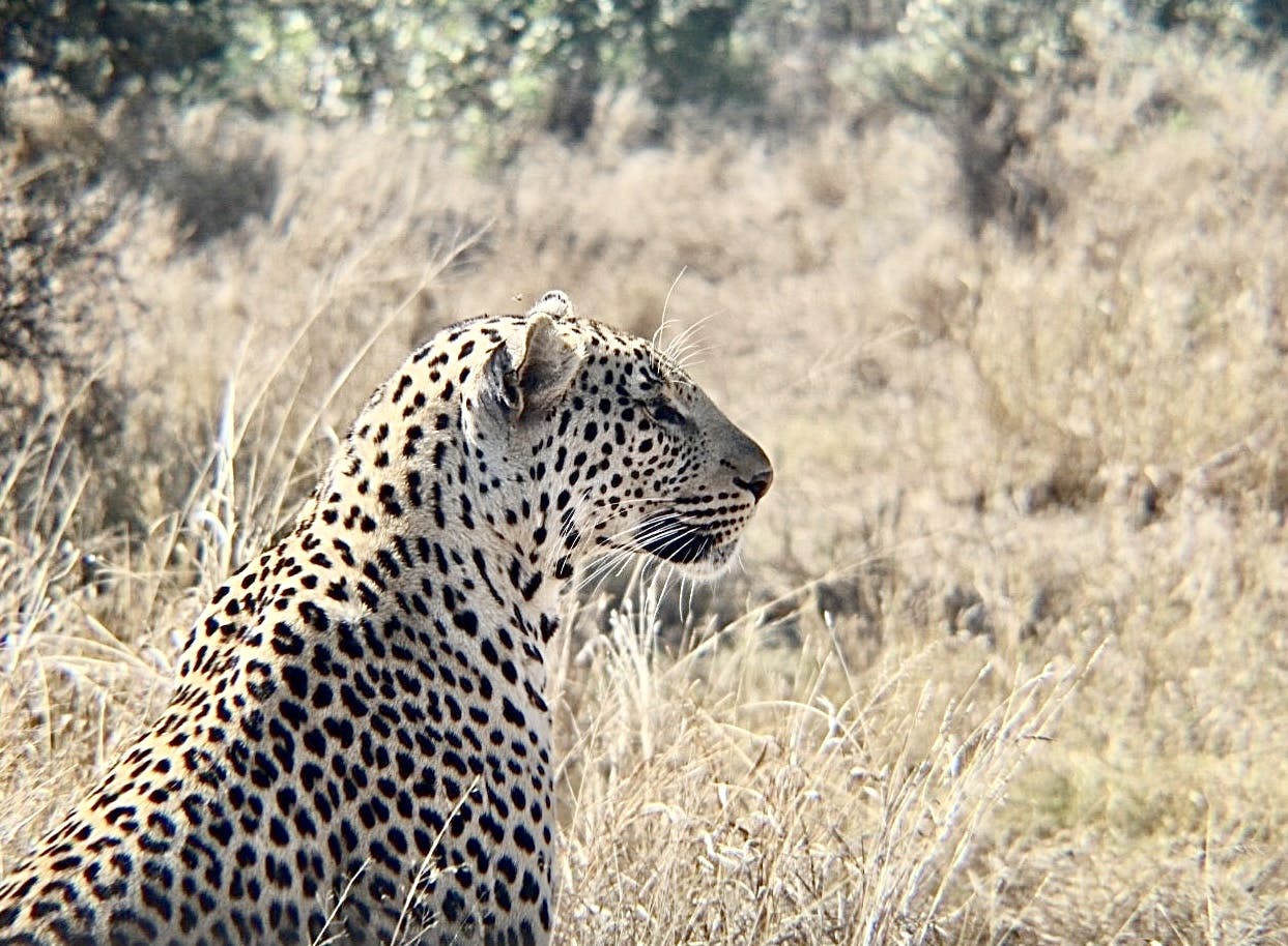 Nathalia Kristal Rios Rivera: leopard close up 