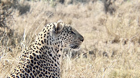 Nathalia Kristal Rios Rivera: leopard close up
