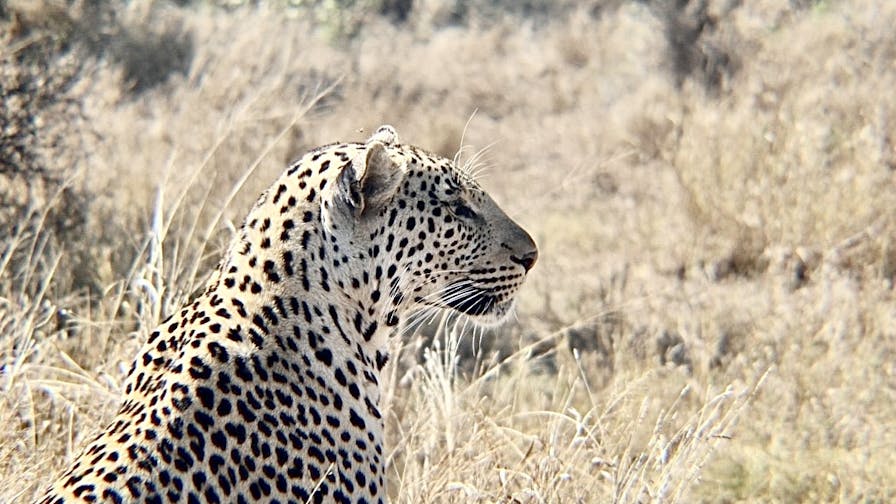 Nathalia Kristal Rios Rivera: leopard close up