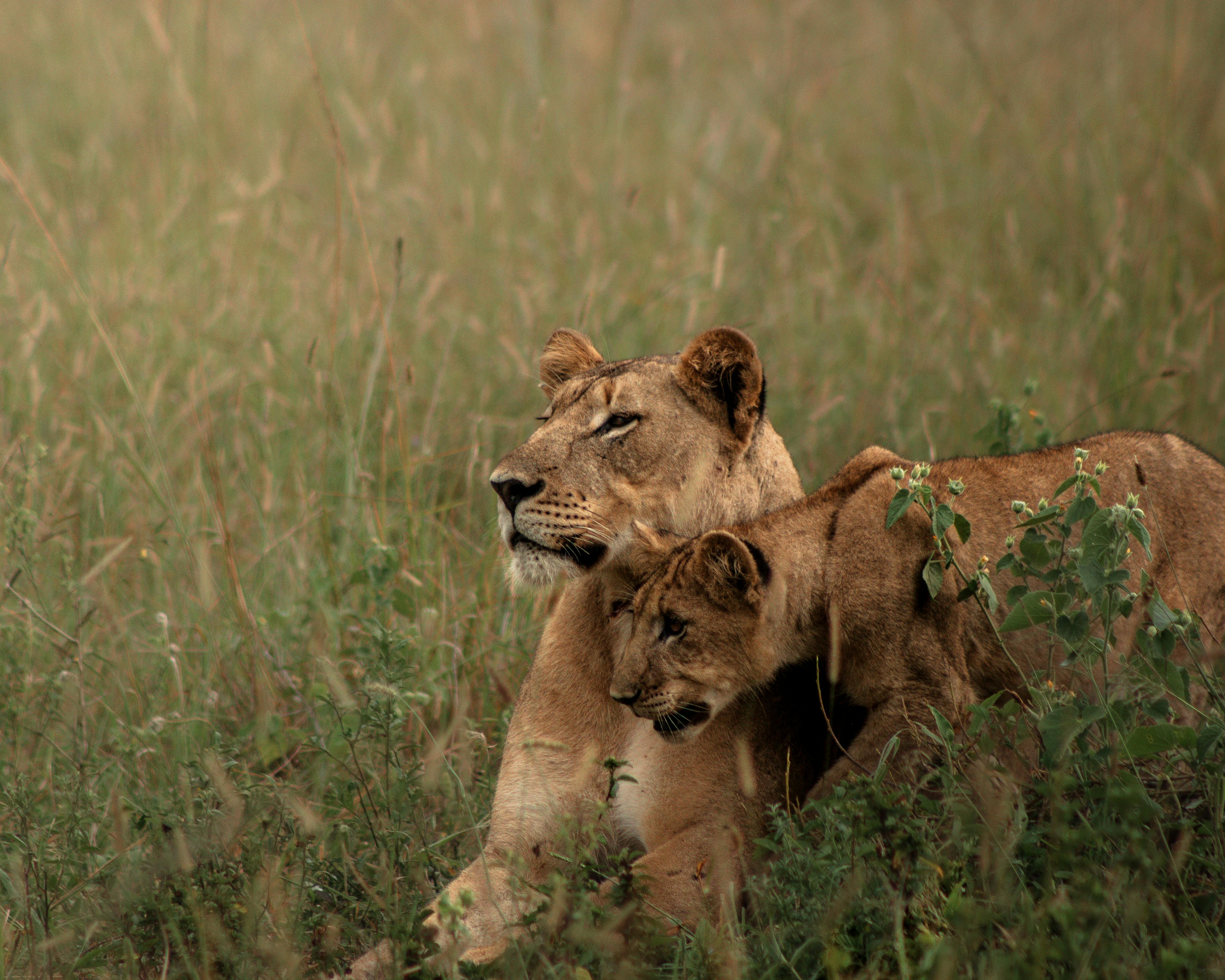 A lioness and her cub in the grass