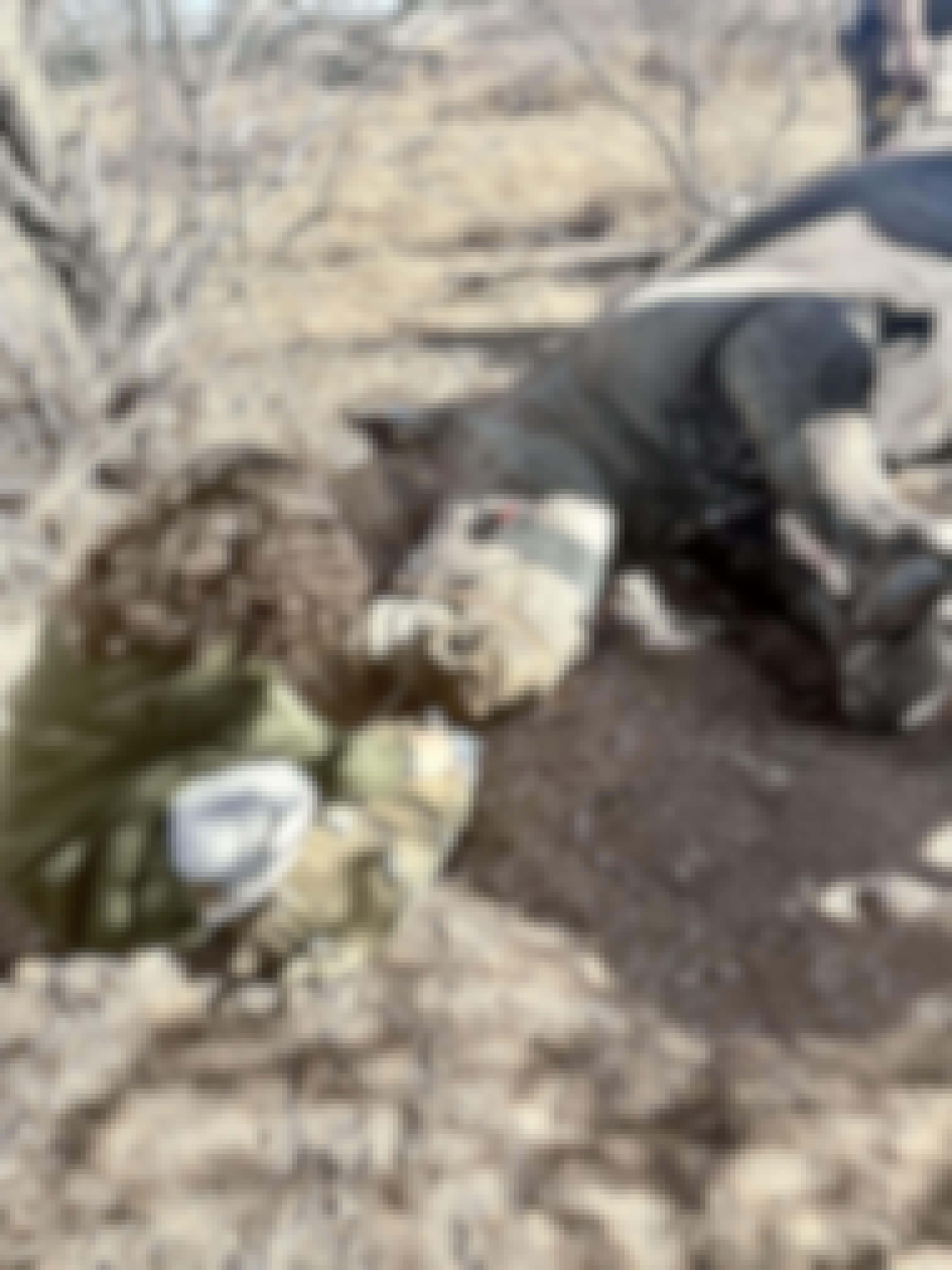 Nathalia Kristal Rios Rivera: female volunteer working rhino