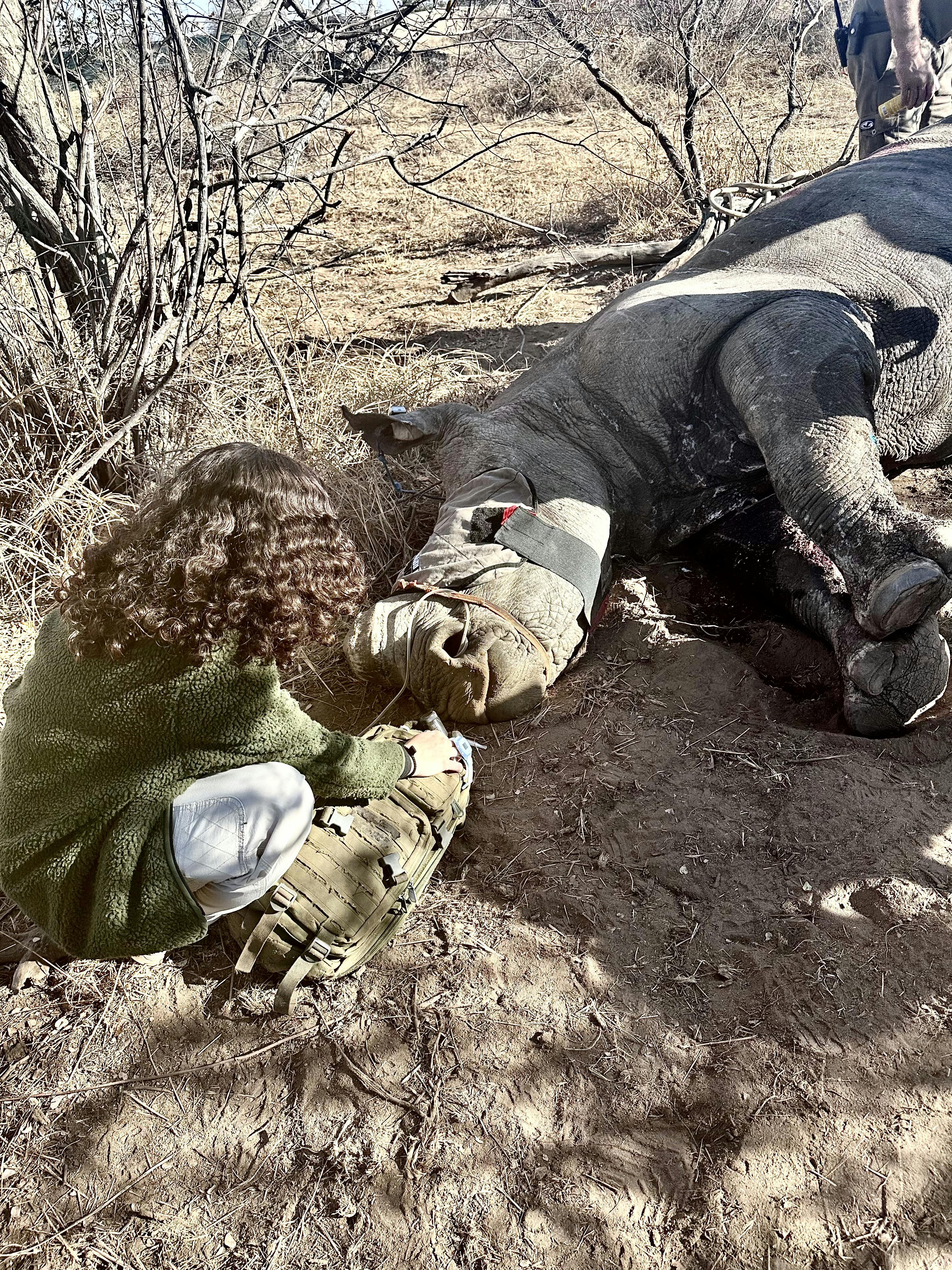 Nathalia Kristal Rios Rivera: female vet volunteer working with a rhino