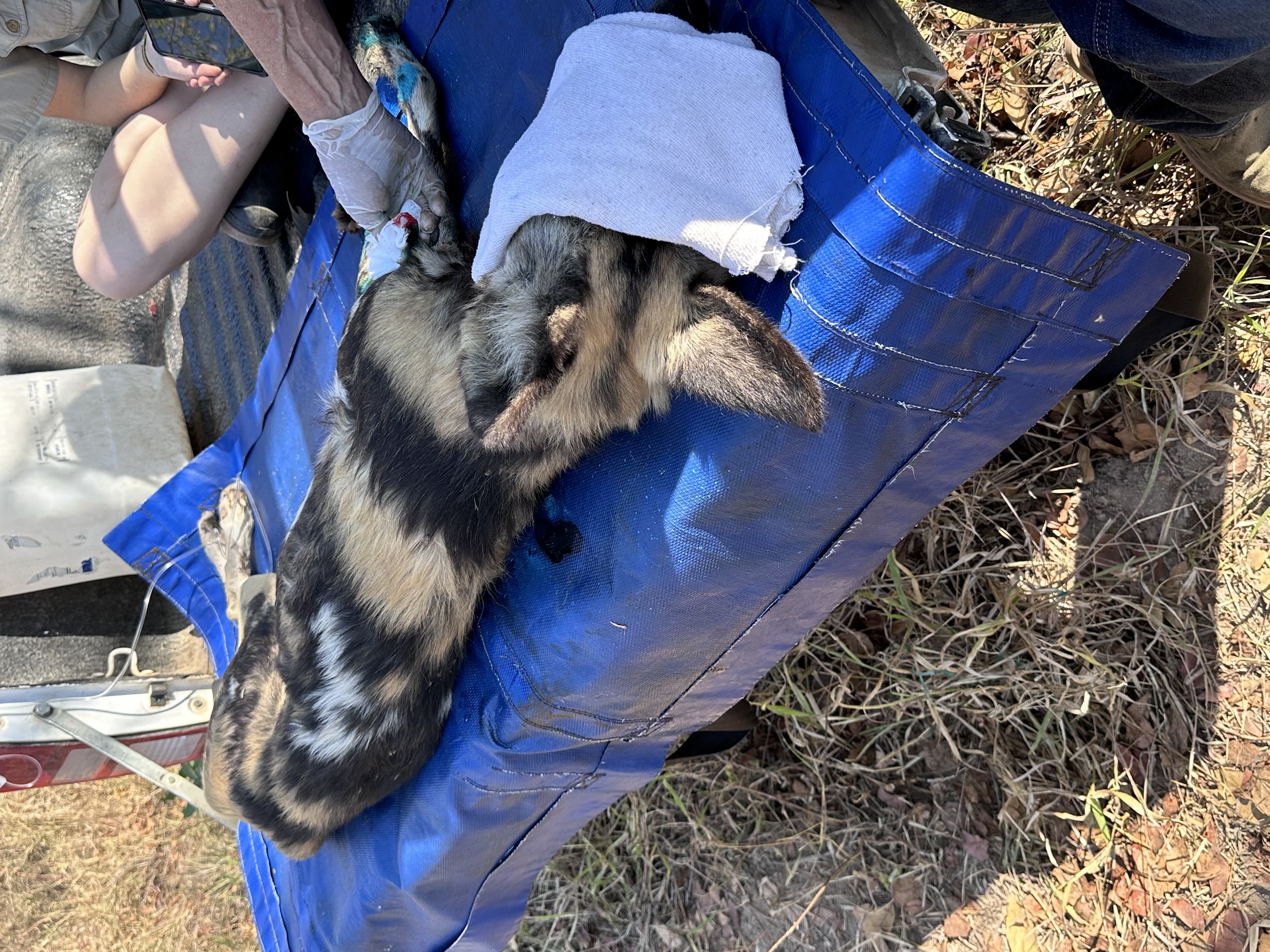 Martina Sandren: A wild dog veterinary procedure