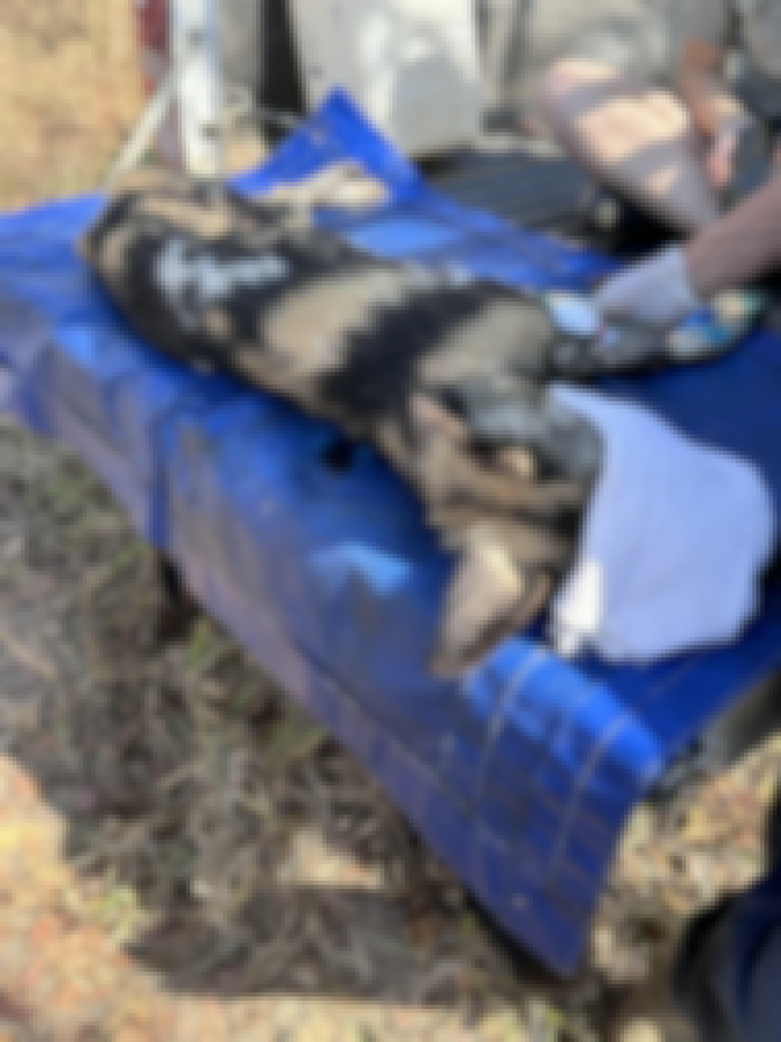 A wild dog veterinary procedure