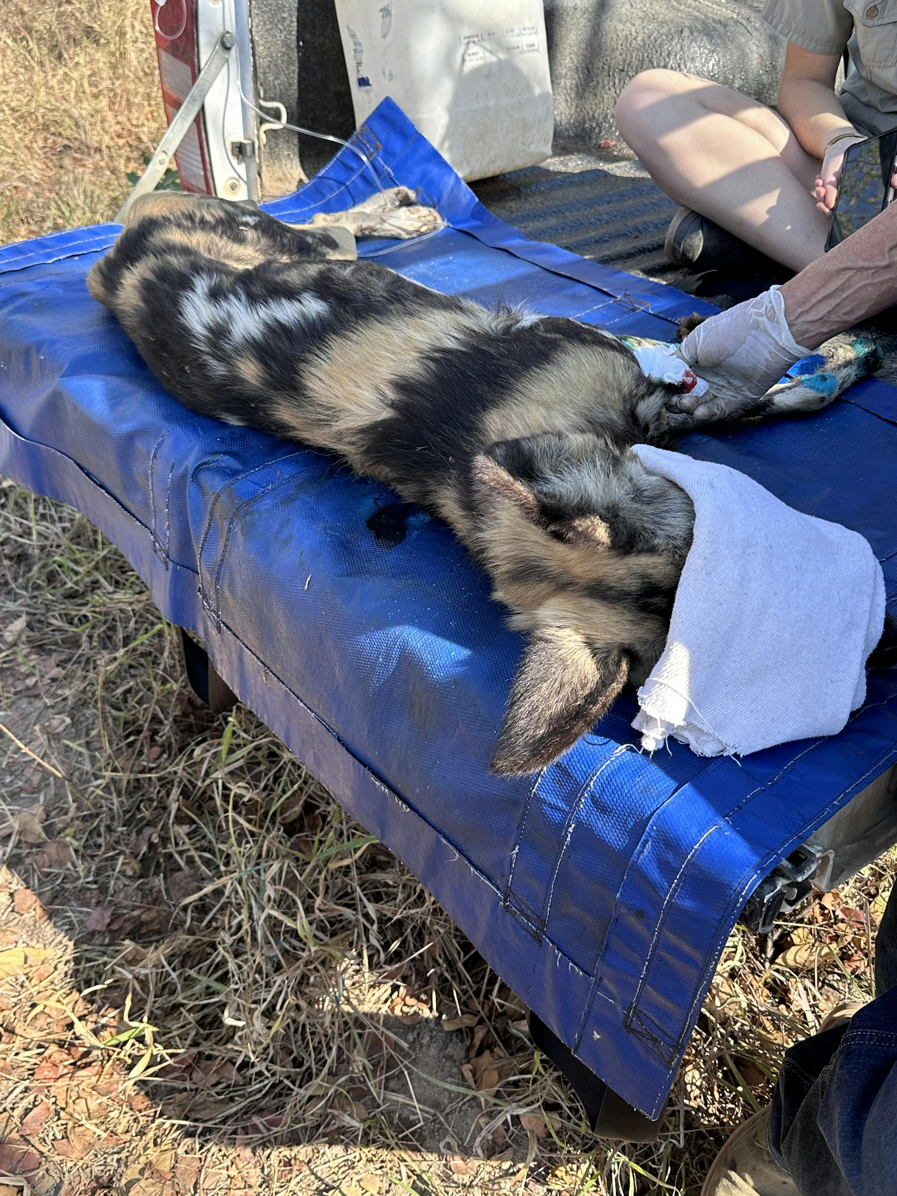 A wild dog veterinary procedure