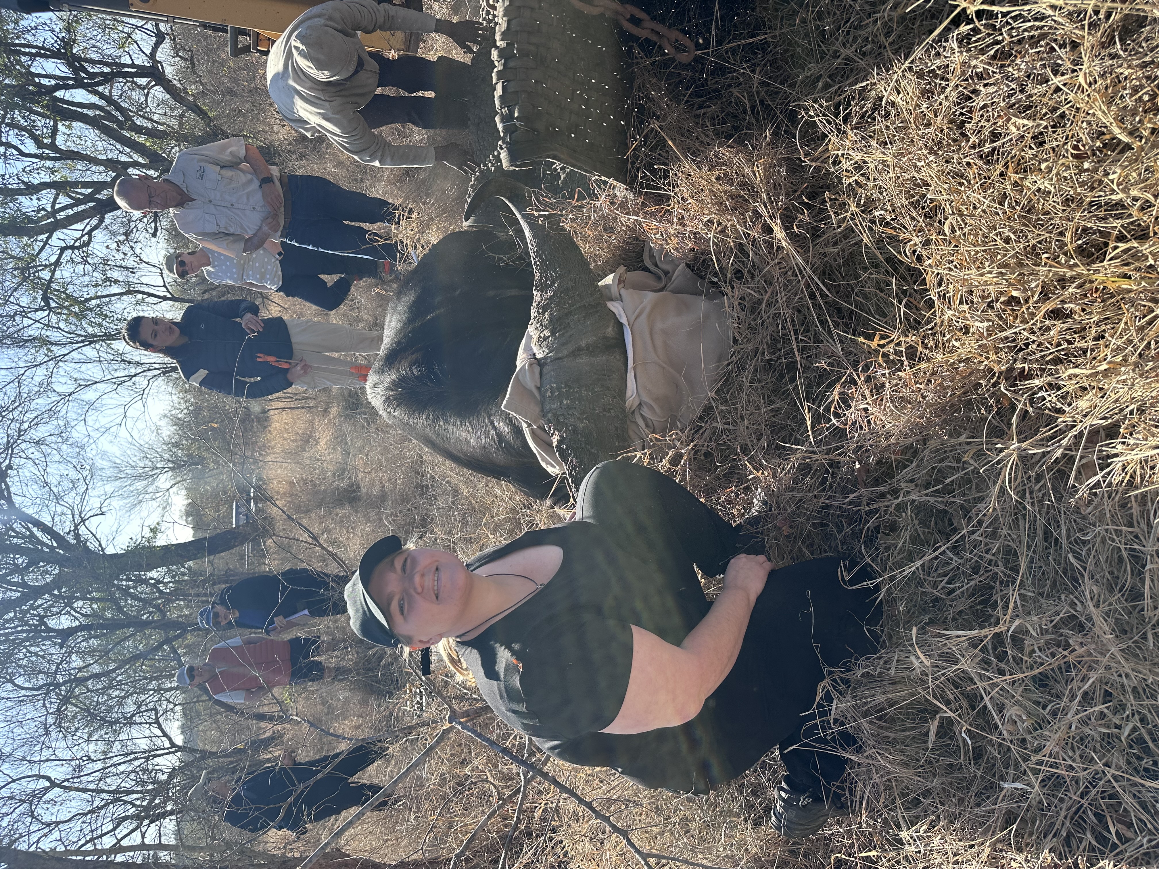 Martina Sandren: Volunteer next to a sedated buffalo