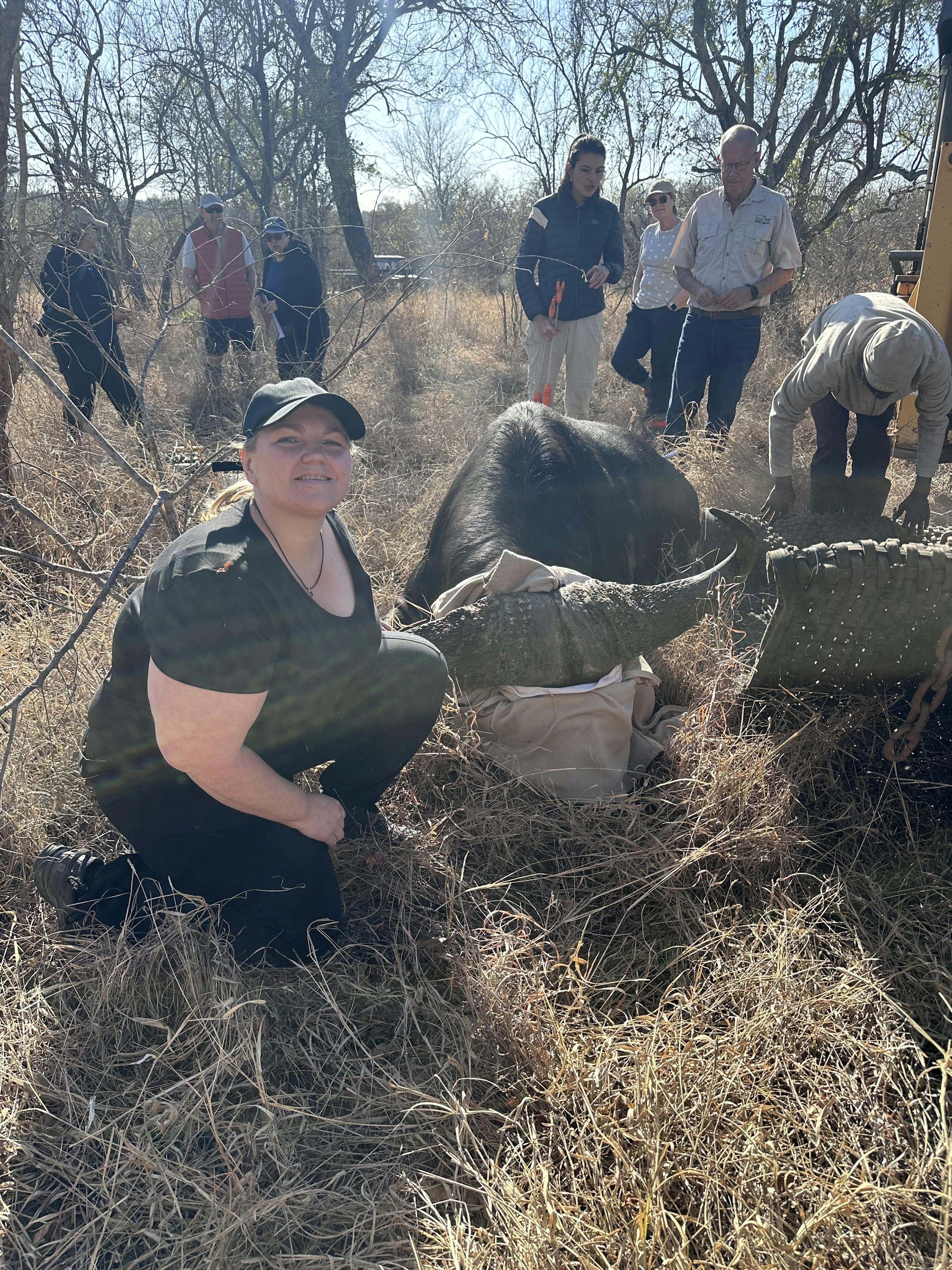 Volunteer next to a sedated buffalo