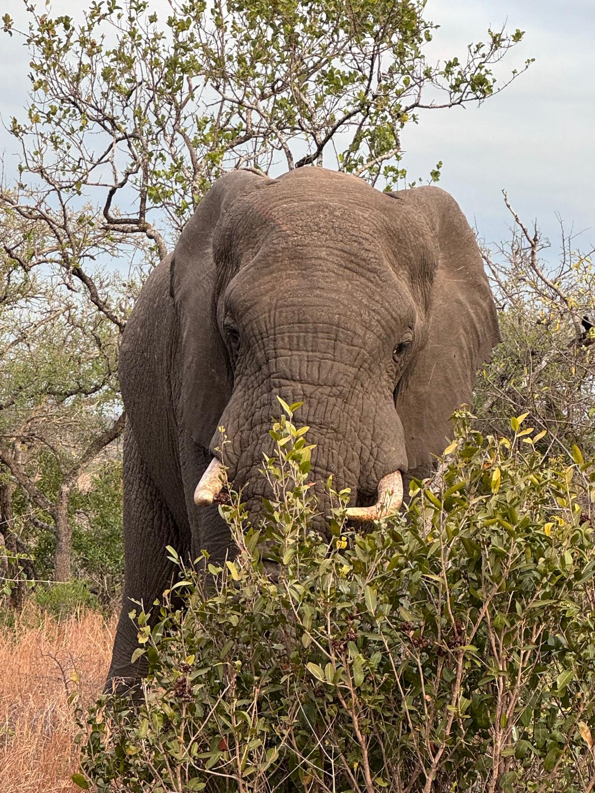 Adam Peerally: elephant close up at Phinda