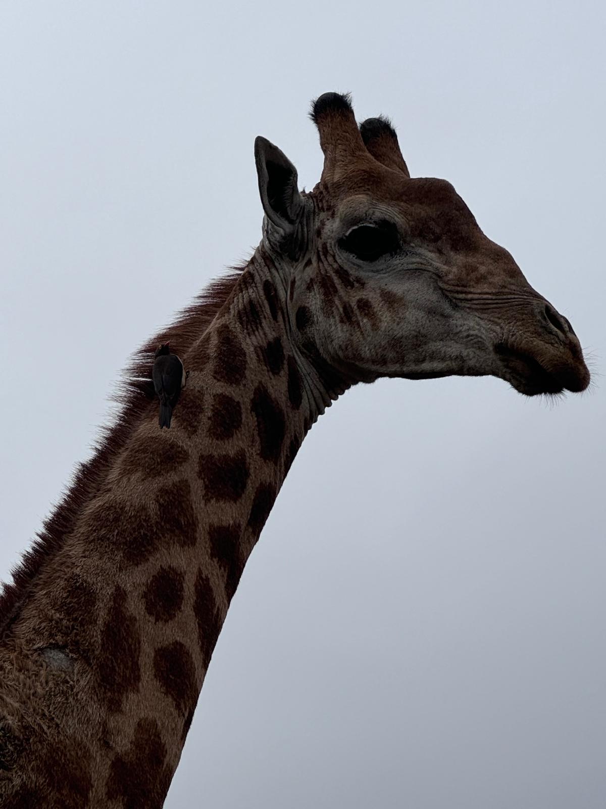 Adam Peerally: a giraffe up close 