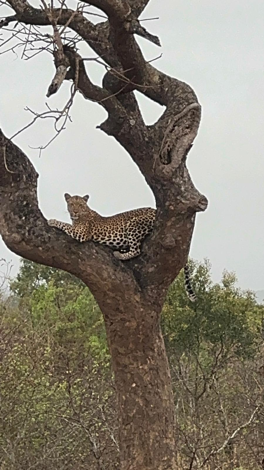Adam Peerally: a cheetah in a tree