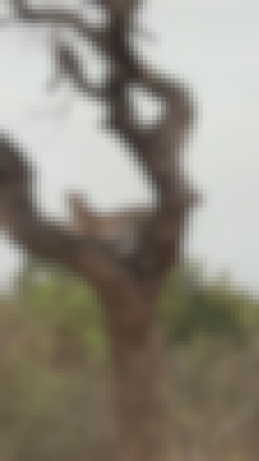 Adam Peerally: a cheetah in a tree