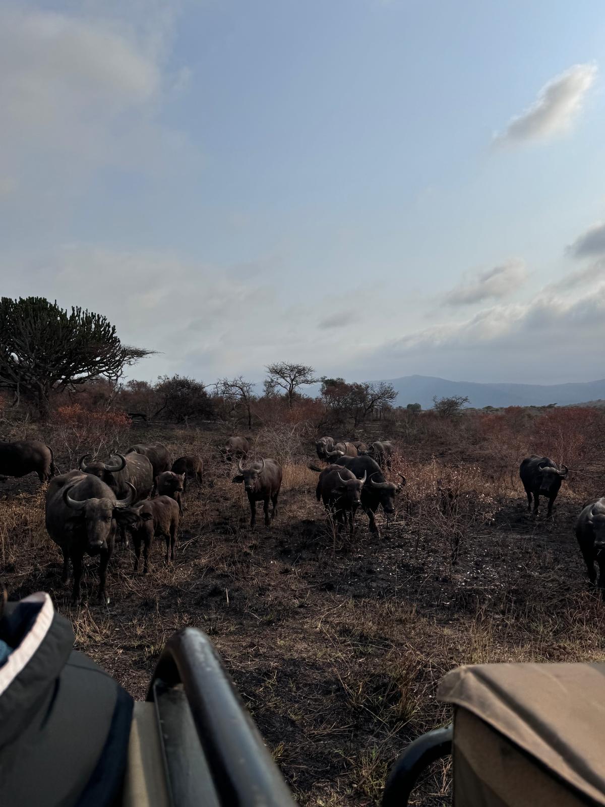 Adam Peerally: a herd of buffalo