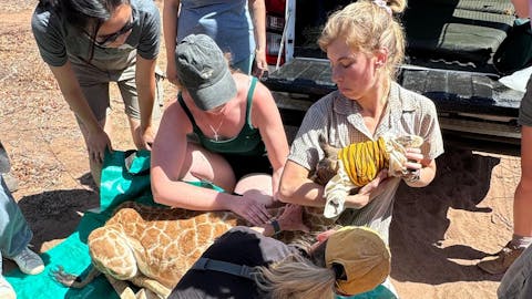 Adam Peerally: orphaned baby giraffe helped by vets