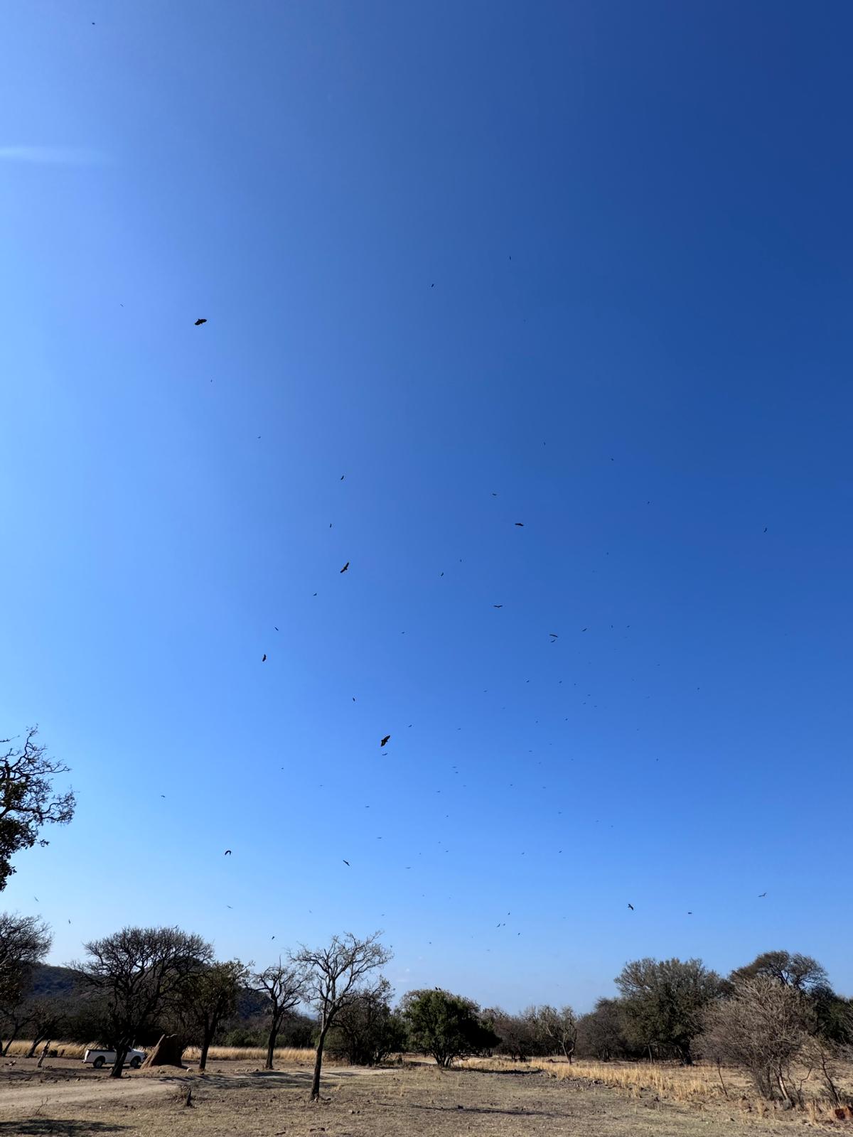 Adam Peerally: feeding at the vulture restaurant 