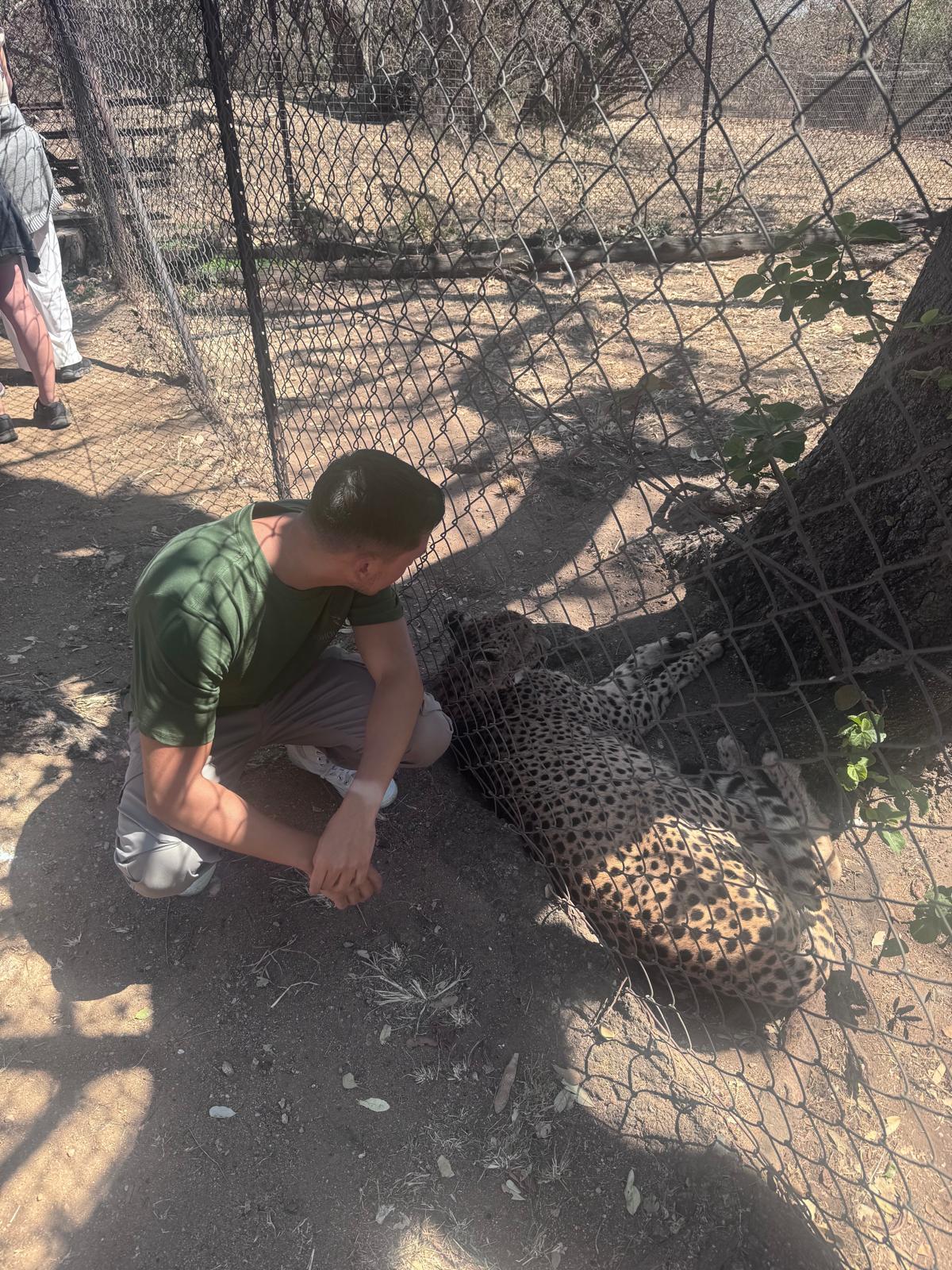 Adam Peerally: male volunteer watching a cheetah