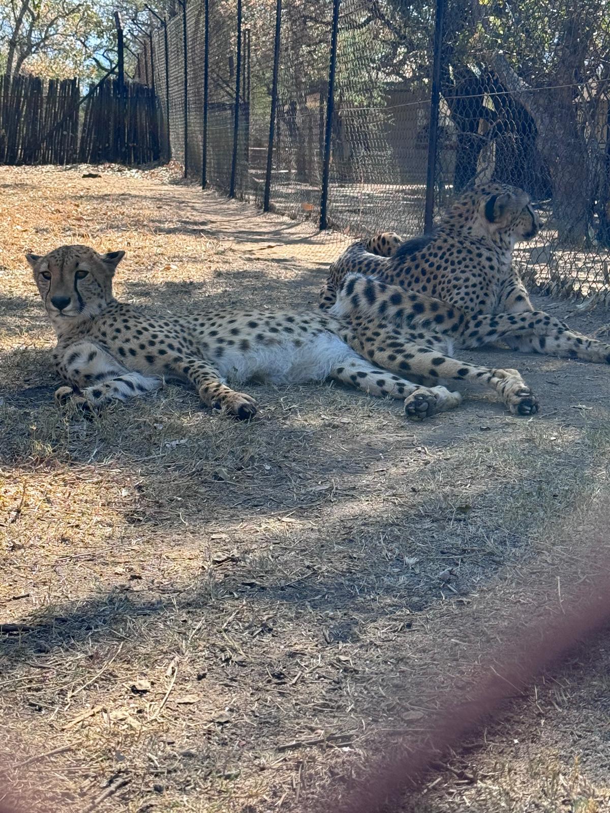 Adam Peerally: cheetahs relaxing at Moholoholo