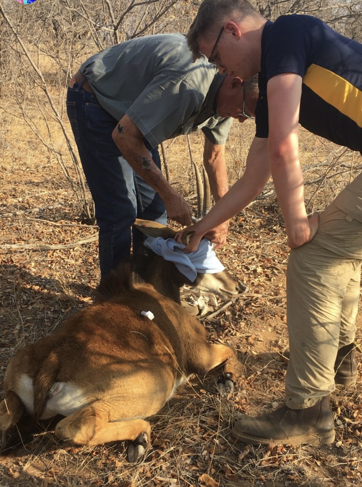 Matthew Gregory: male volunteer working with the vet on a deer