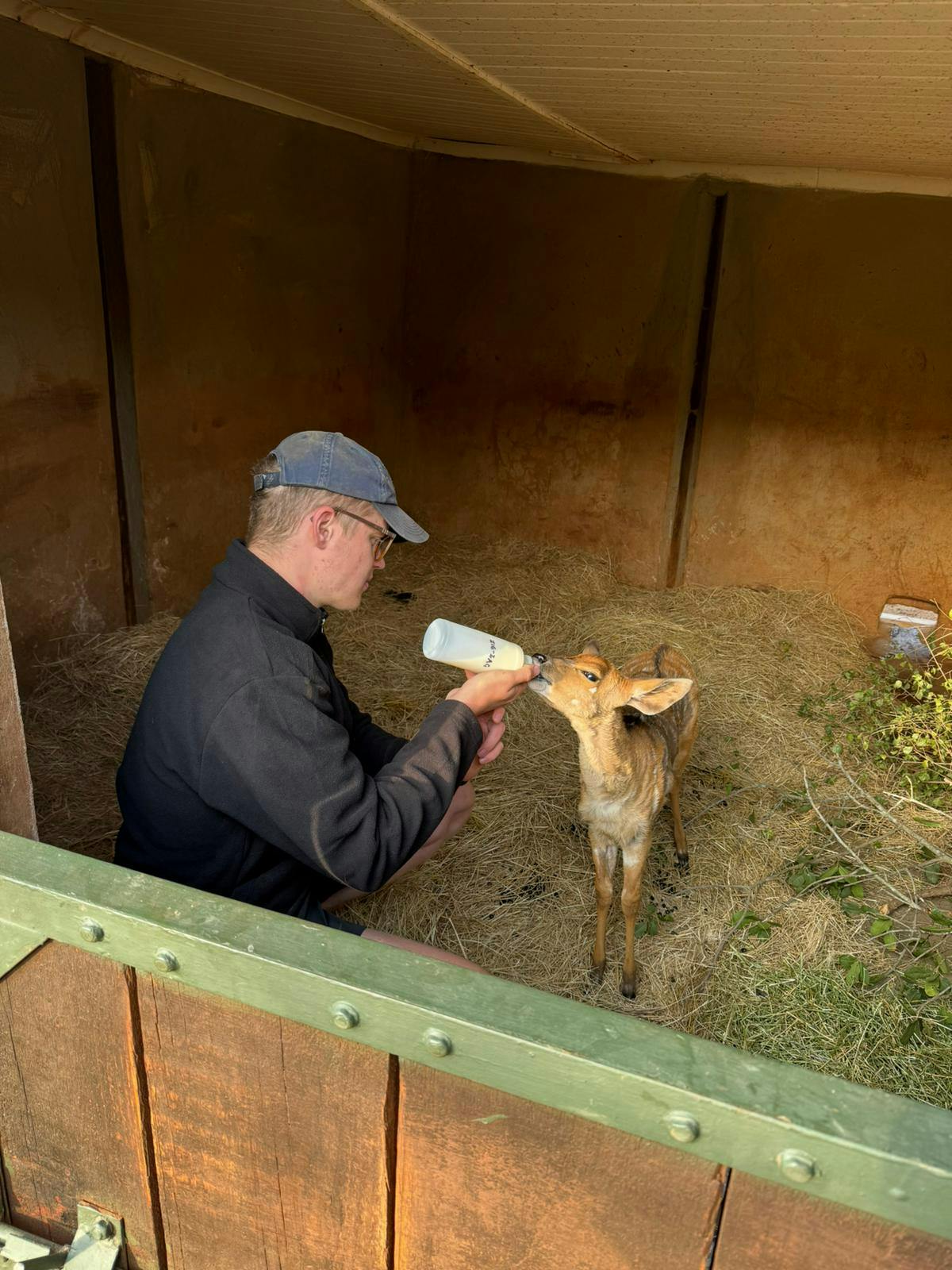 Matthew Gregory: male volunteer feeding a baby deer