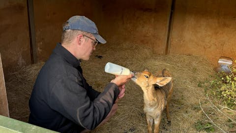 Matthew Gregory: male volunteer feeding a baby deer