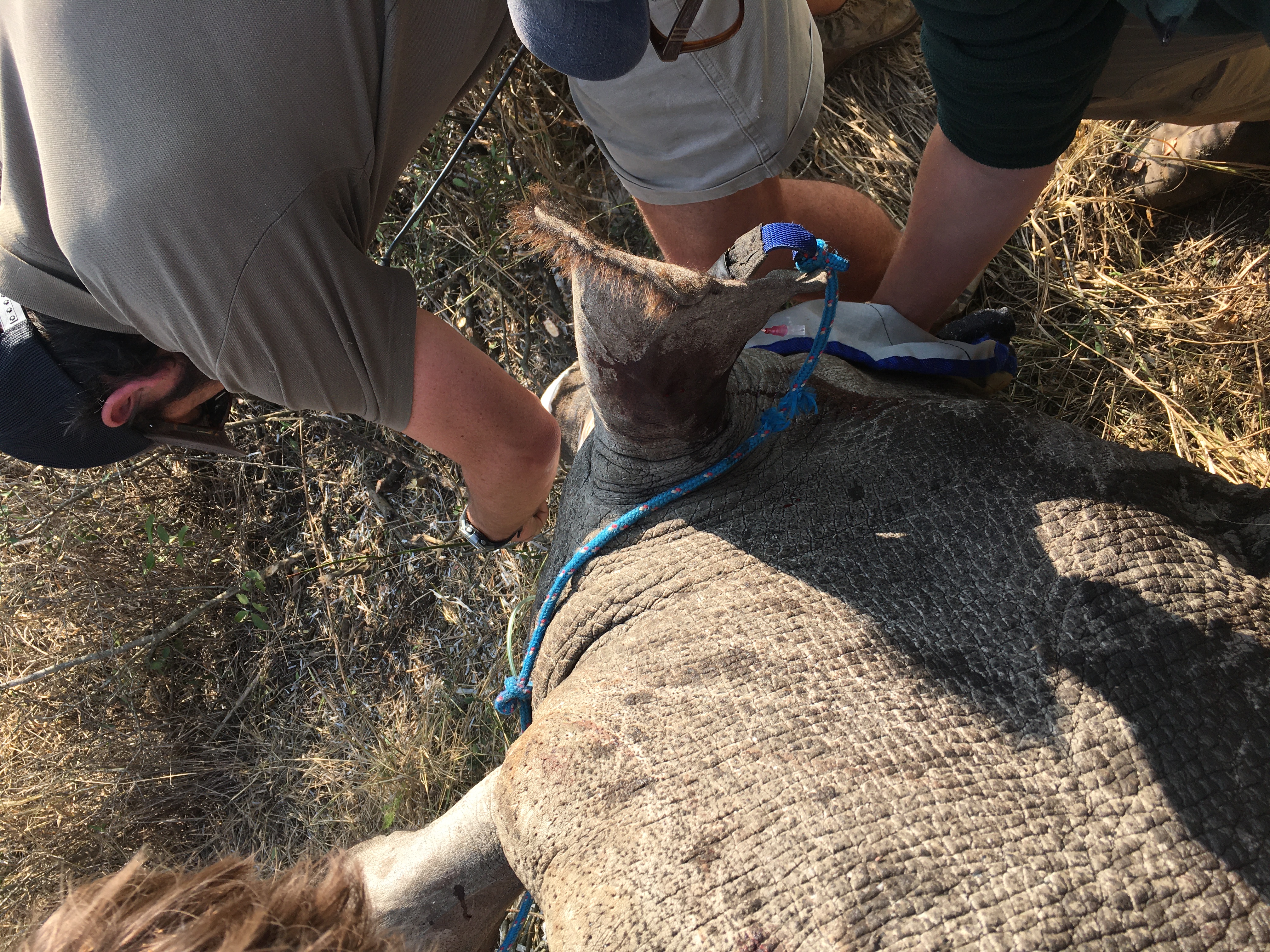Caitlin Bayliss: vet working on a rhino horn trimming 