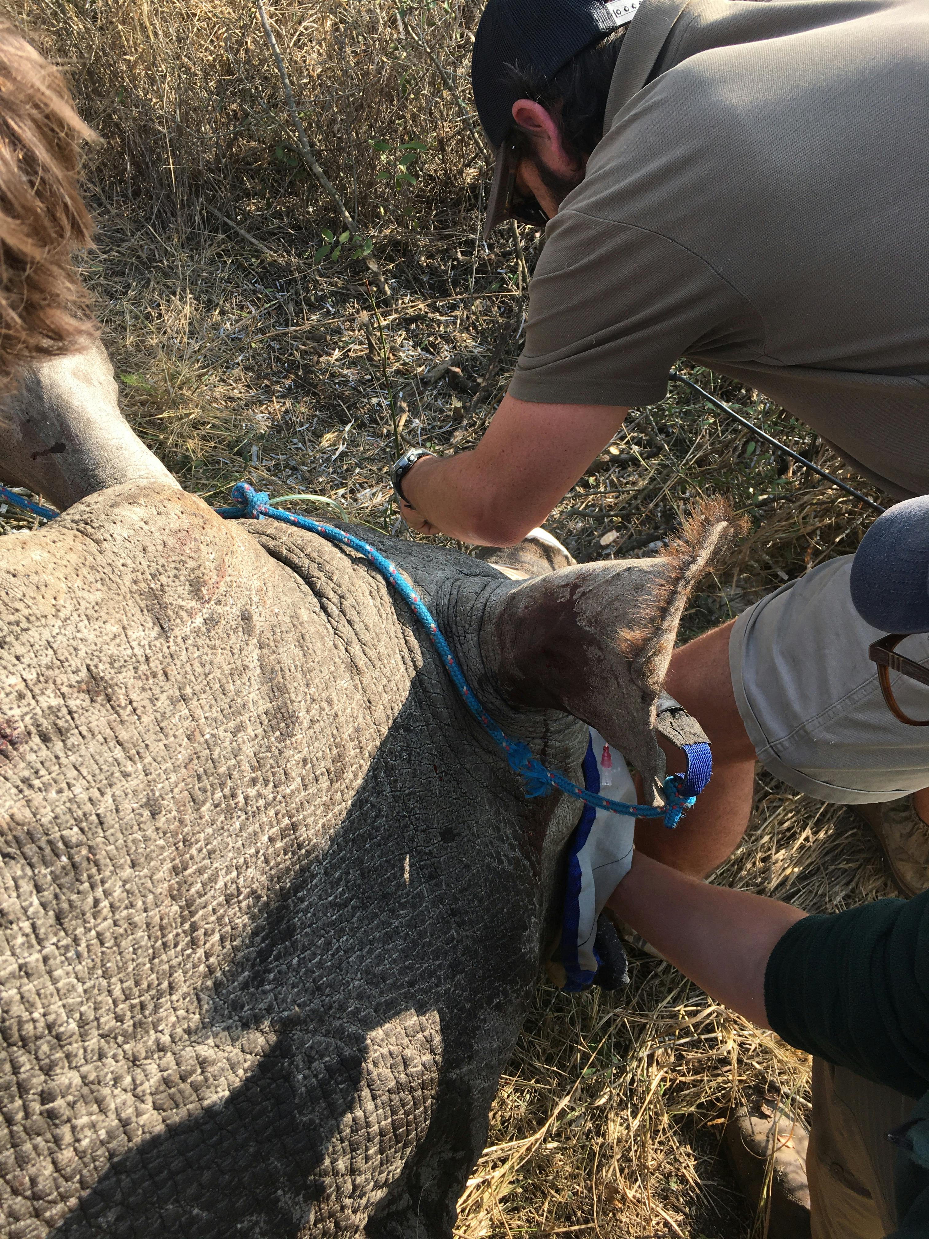 Caitlin Bayliss: vet working on a rhino horn trimming 