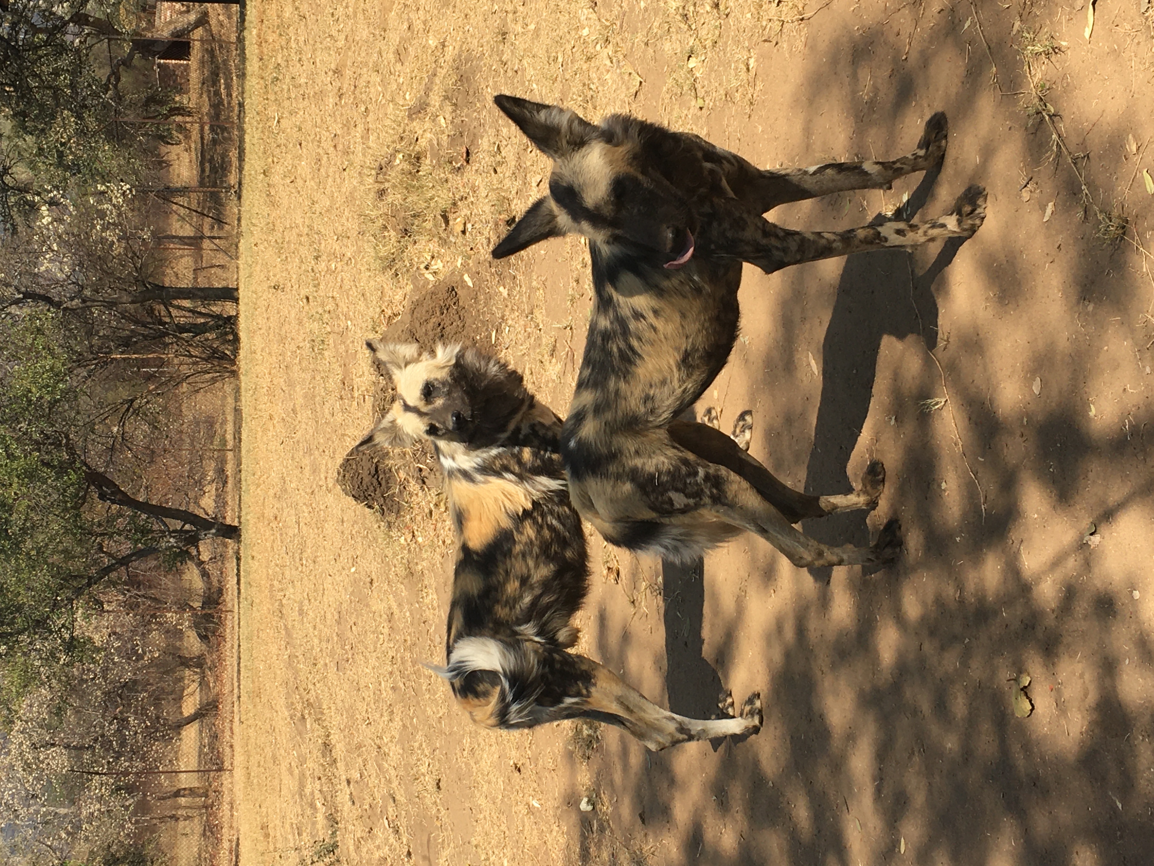 Caitlin Bayliss: wild dogs up close