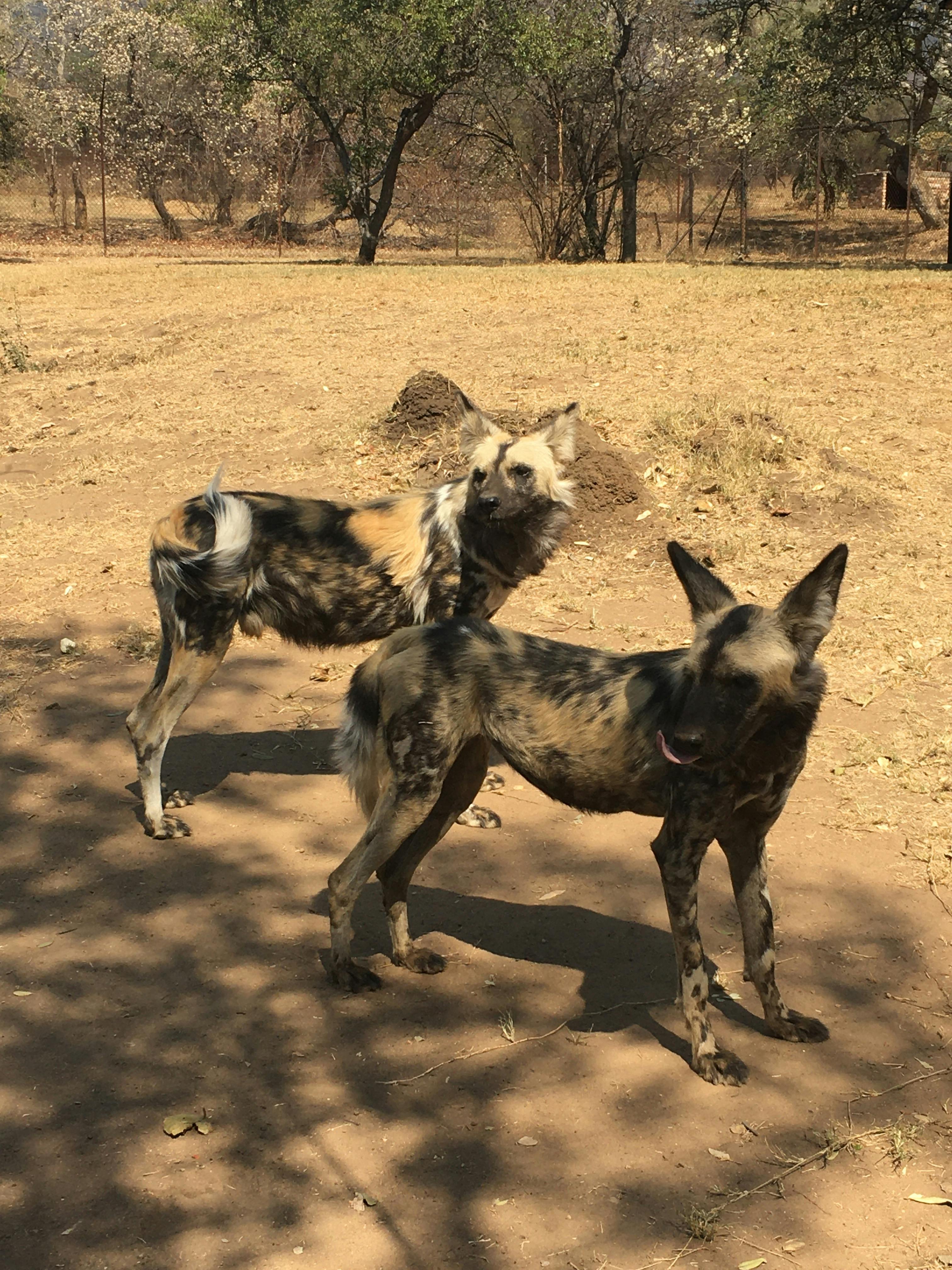Caitlin Bayliss: wild dogs up close
