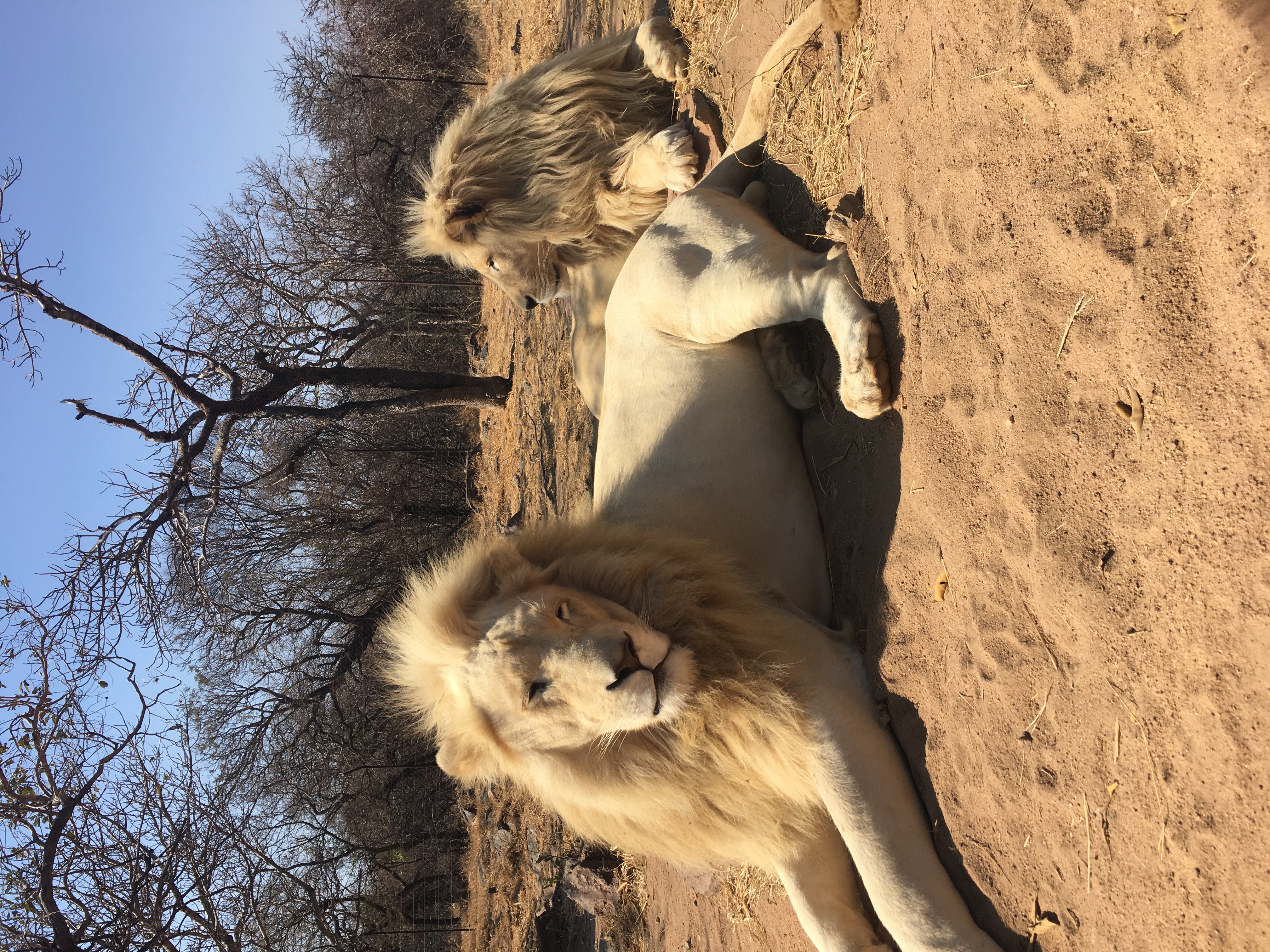 Caitlin Bayliss: lions relaxing