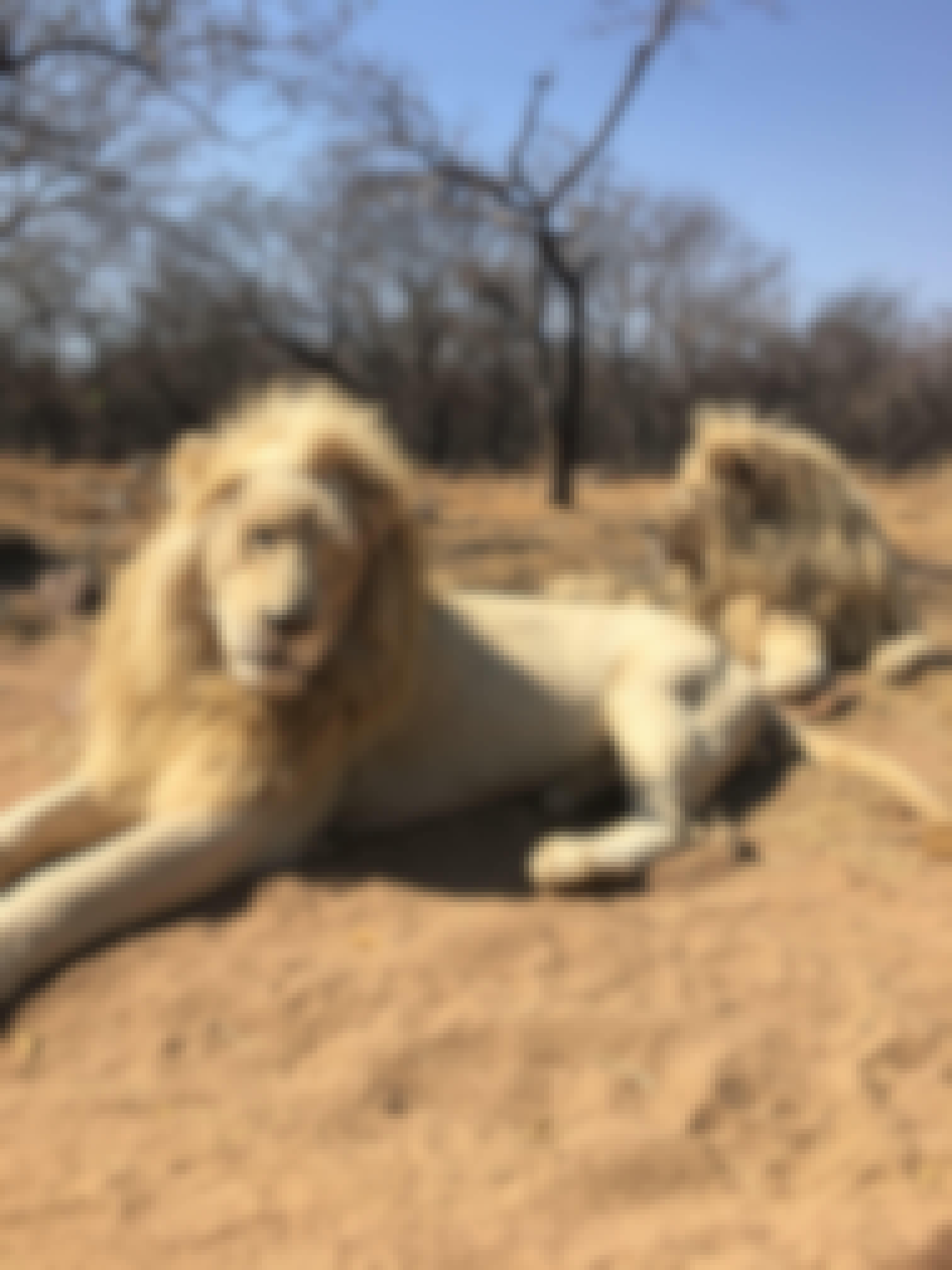 Caitlin Bayliss: lions relaxing