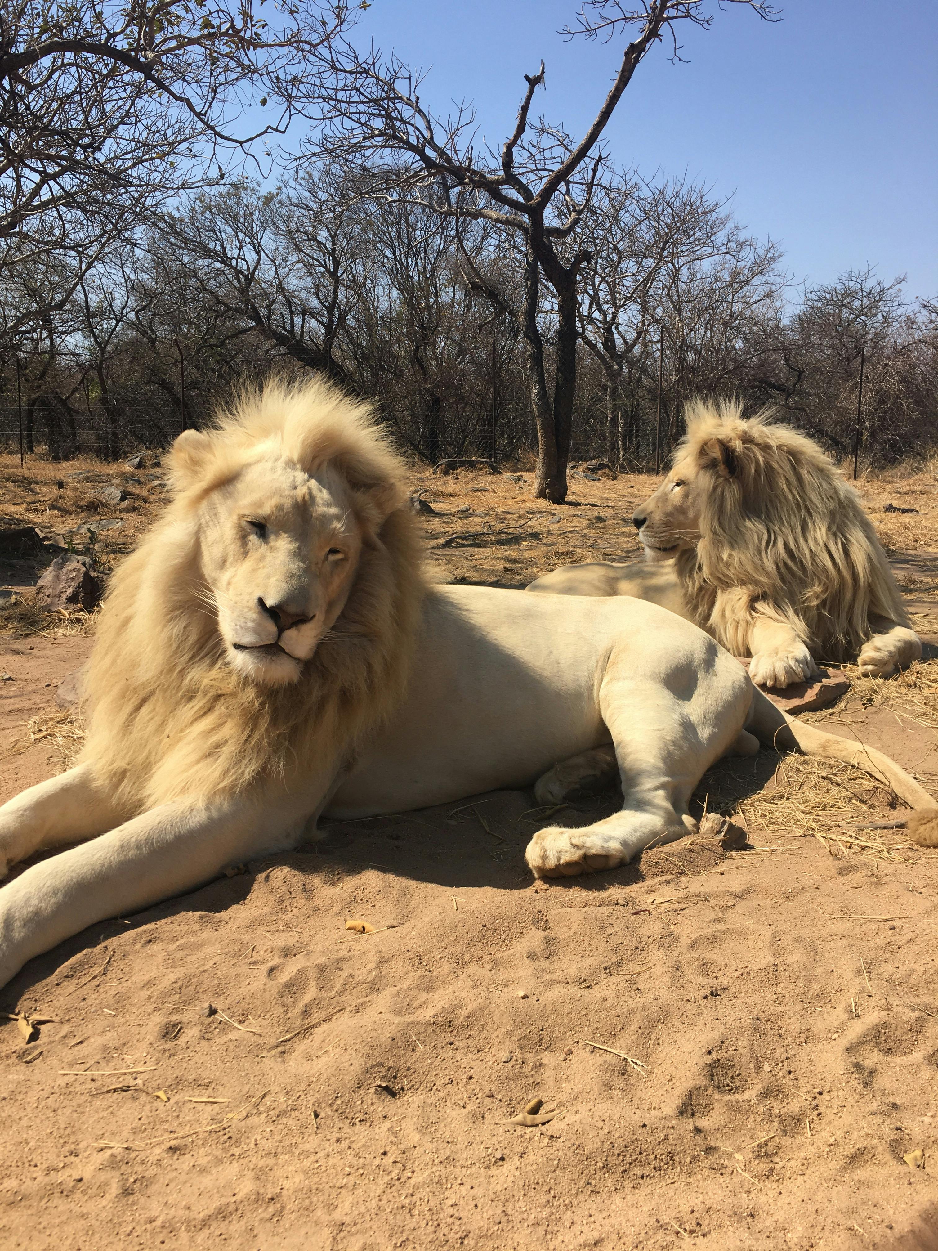 Caitlin Bayliss: lions relaxing