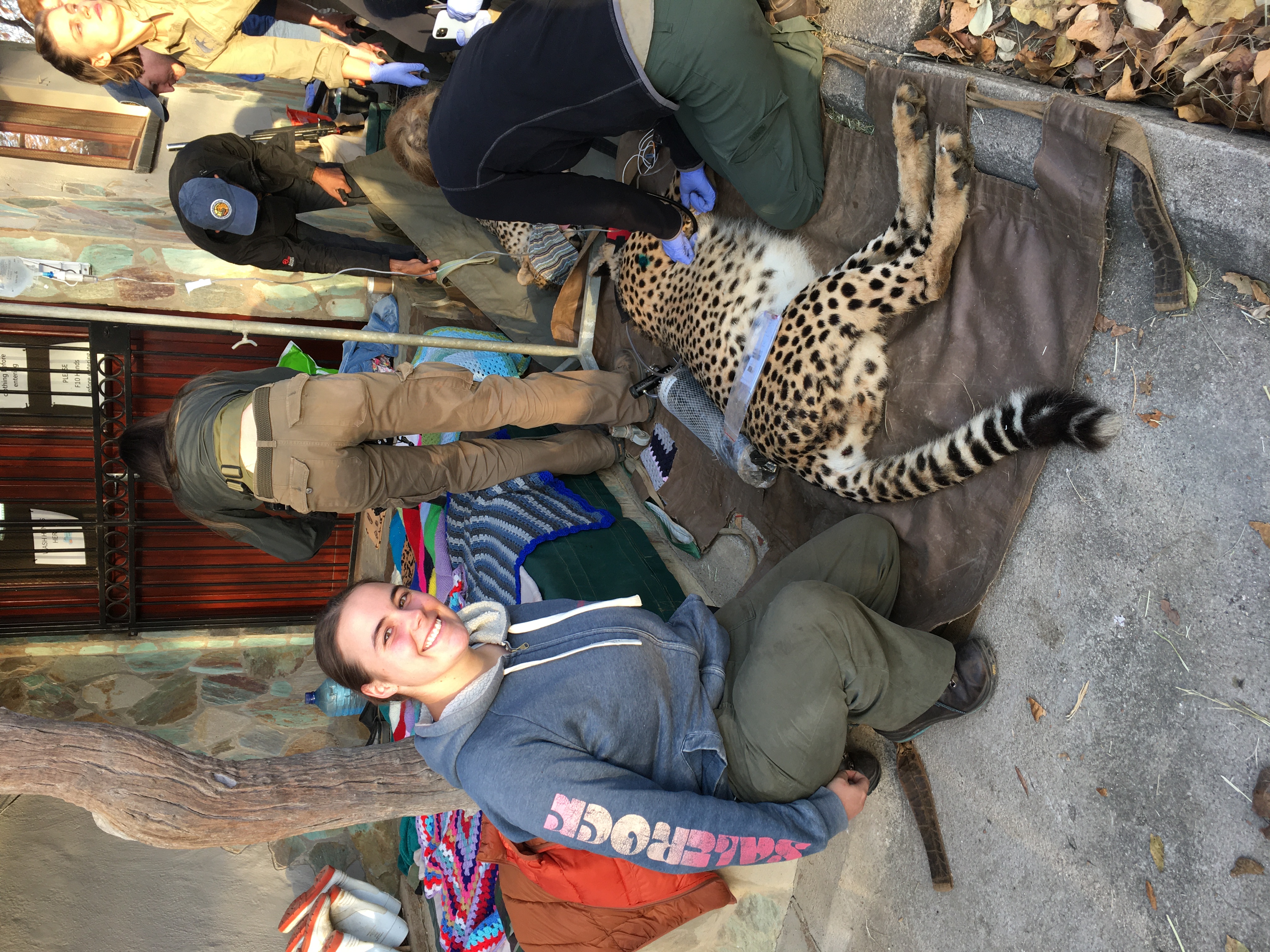 Caitlin Bayliss: female veterinary volunteer posing with cheetah 