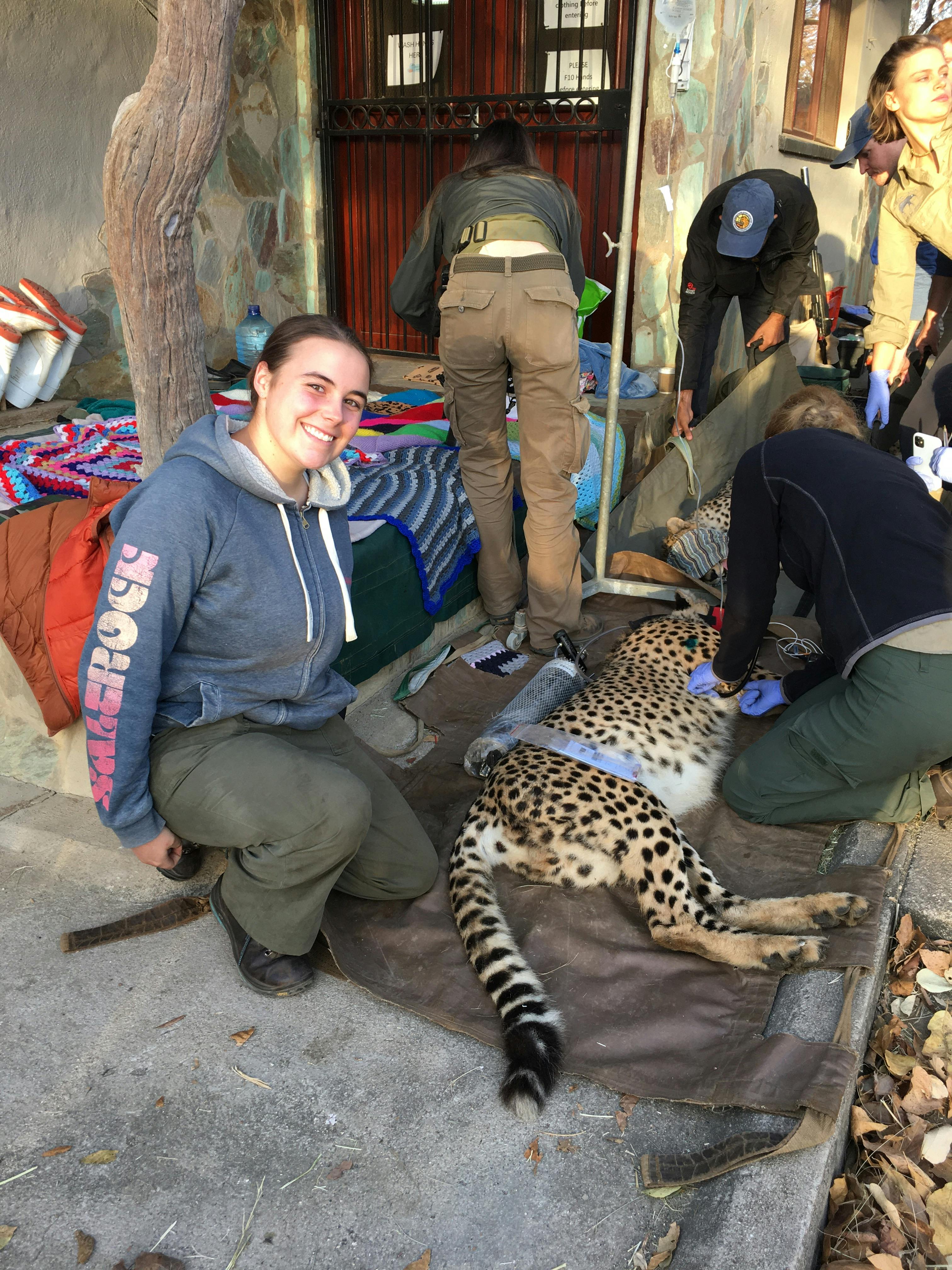 Caitlin Bayliss: female veterinary volunteer posing with cheetah 
