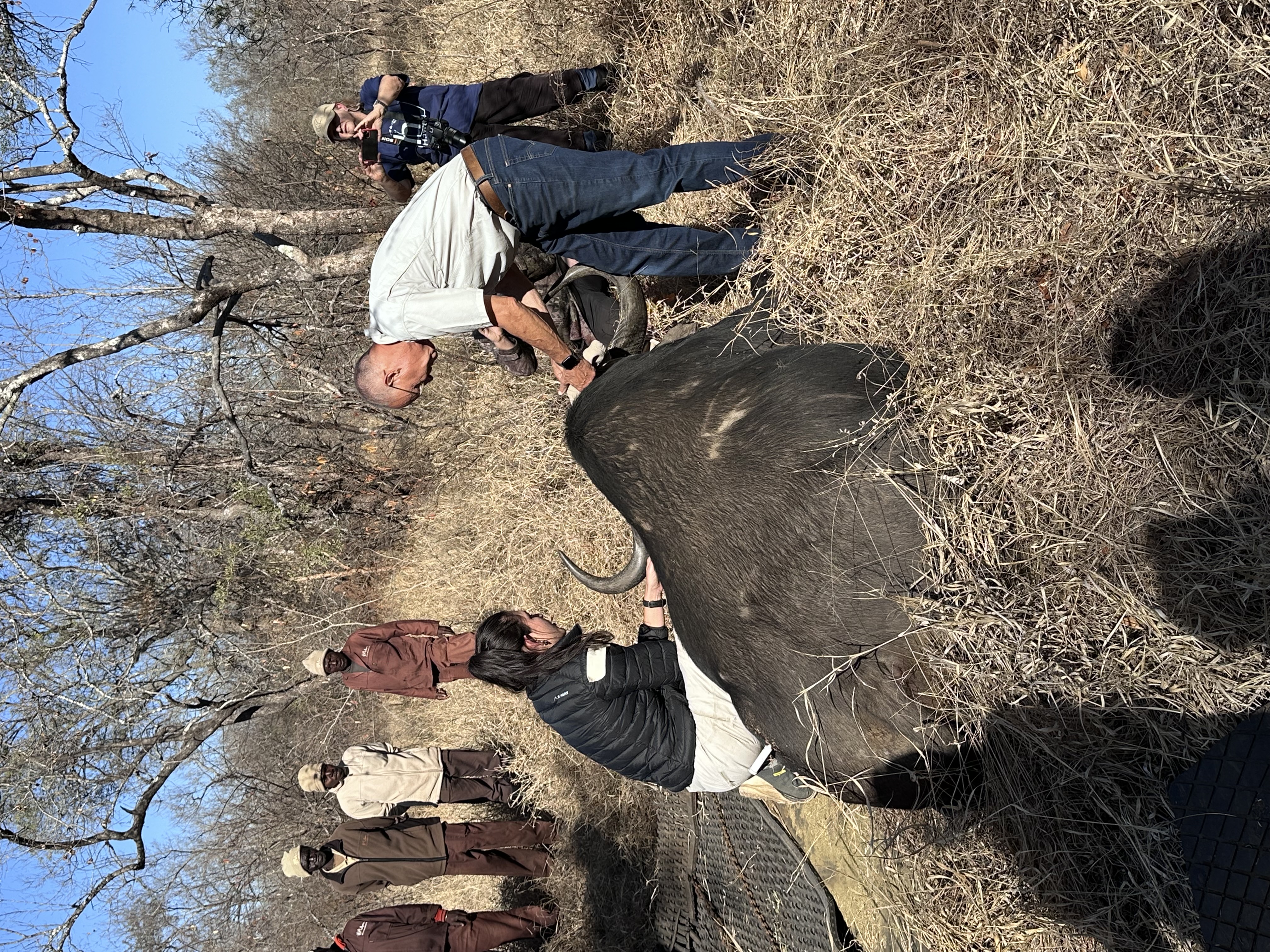 Martina Sandren: Vets working on a sedated buffalo