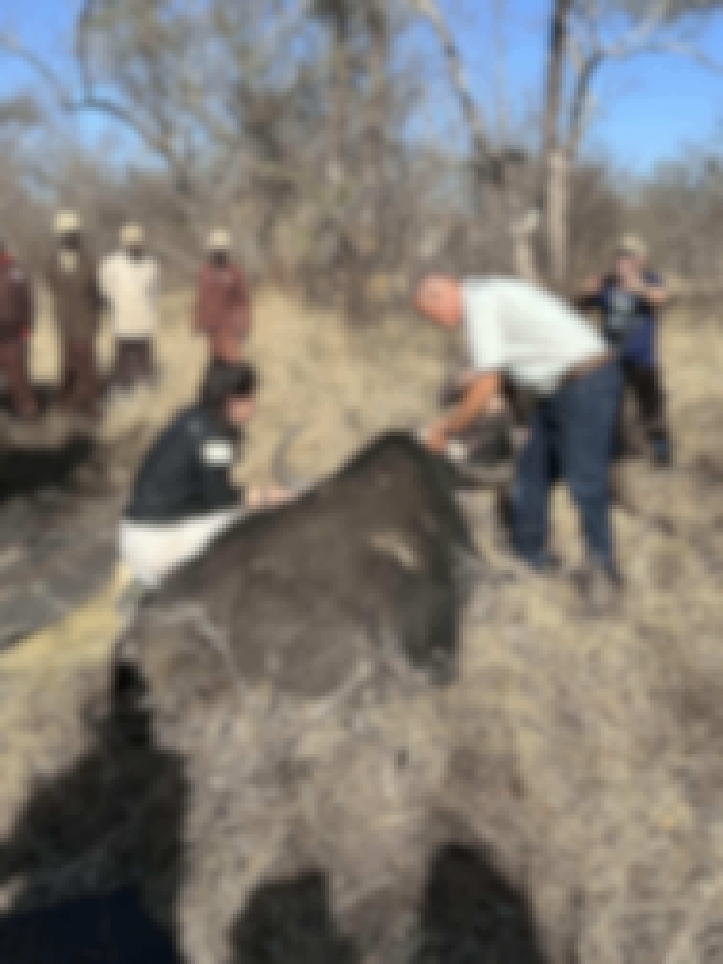 Vets working on a sedated buffalo