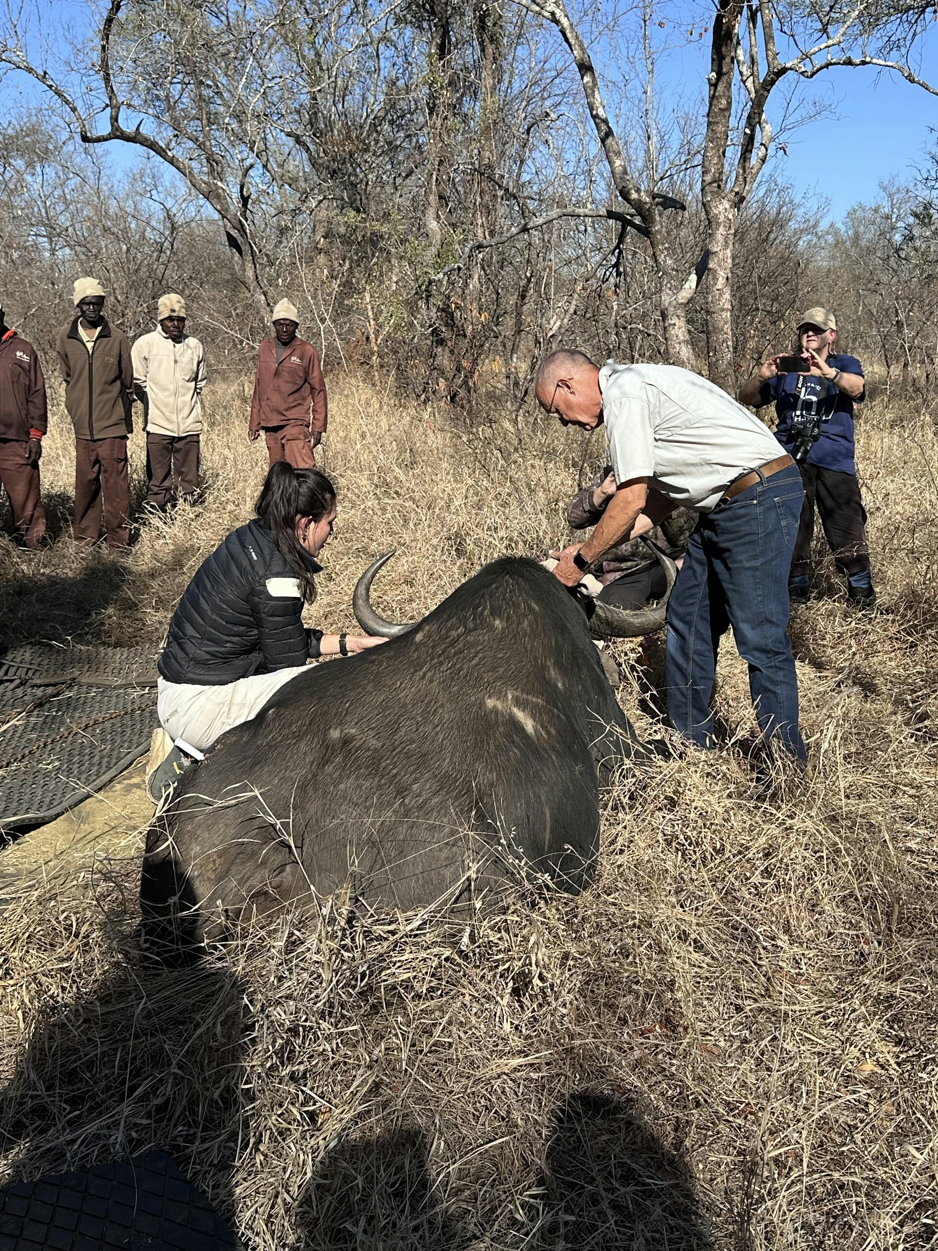 Vets working on a sedated buffalo